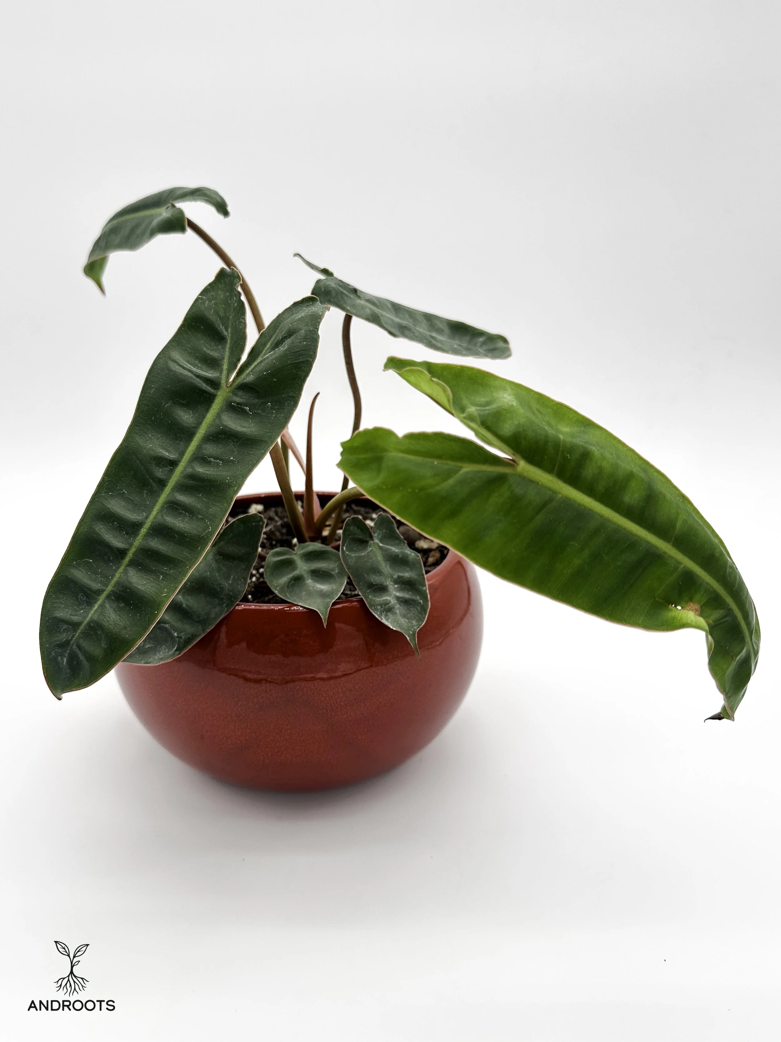 Philodendron billietiae — 6”