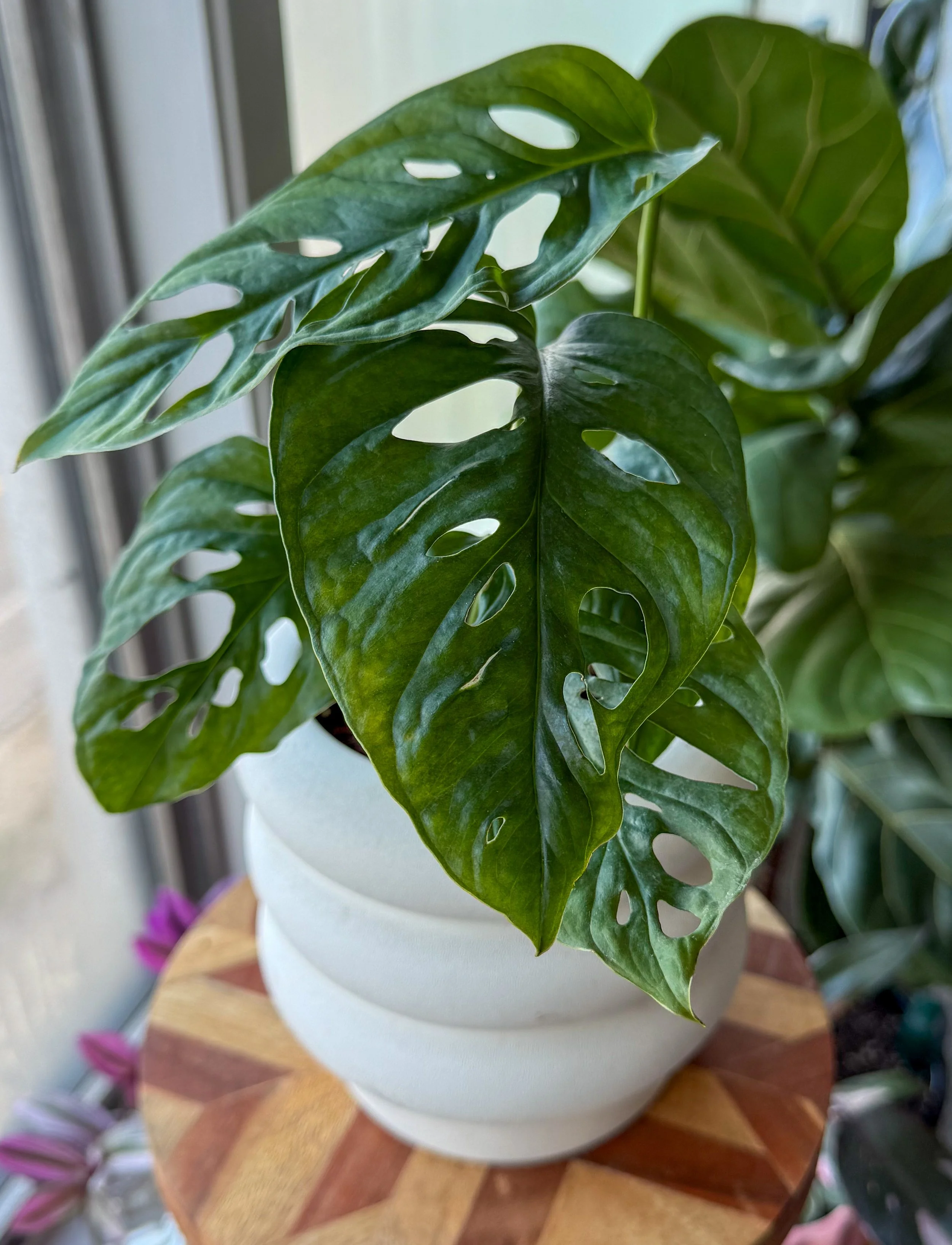 Monstera adansonii plant with fenestrated leaves in a white pot on a wooden table.