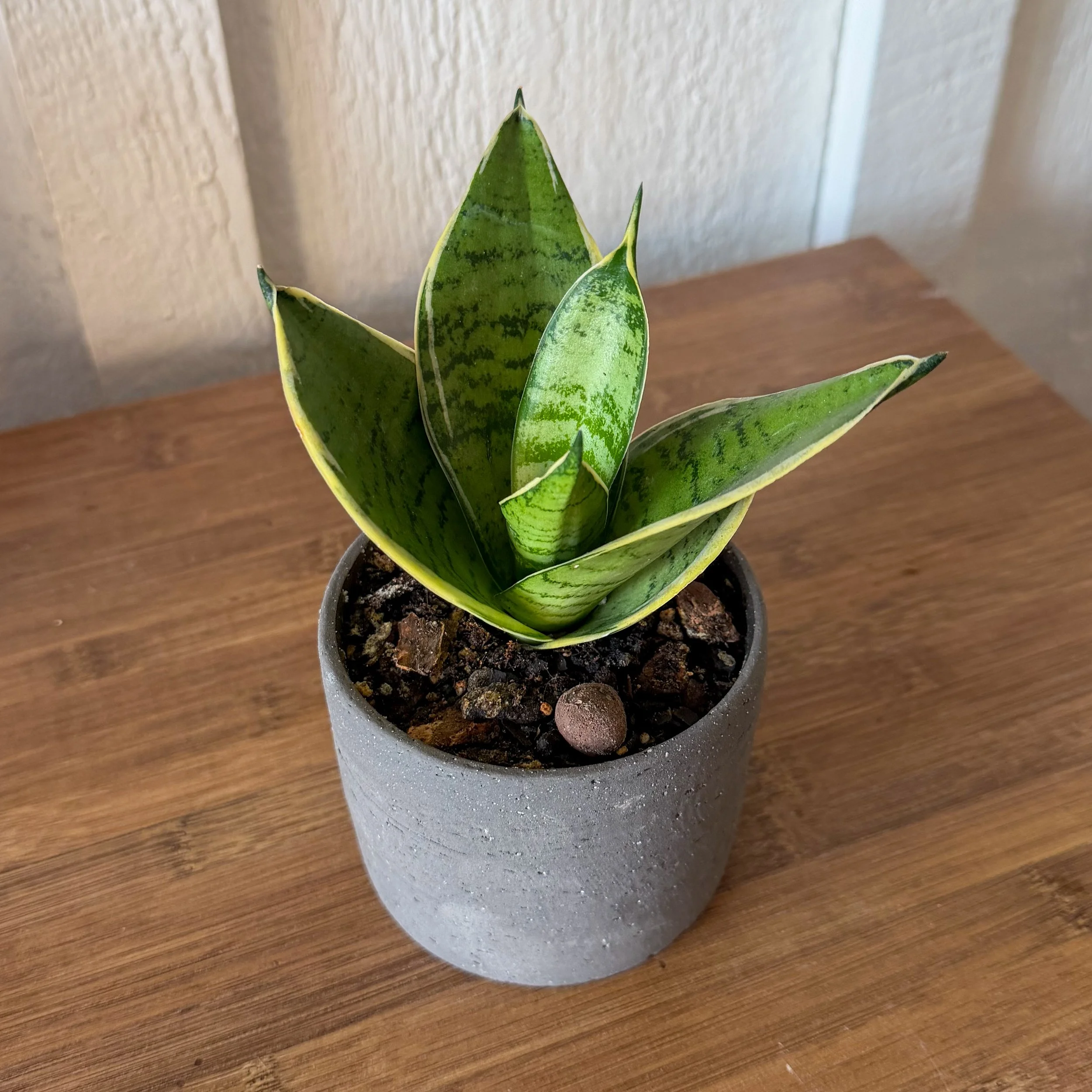 Bird’s Nest Snake Plant (Sansevieria ‘Hahnii’)
