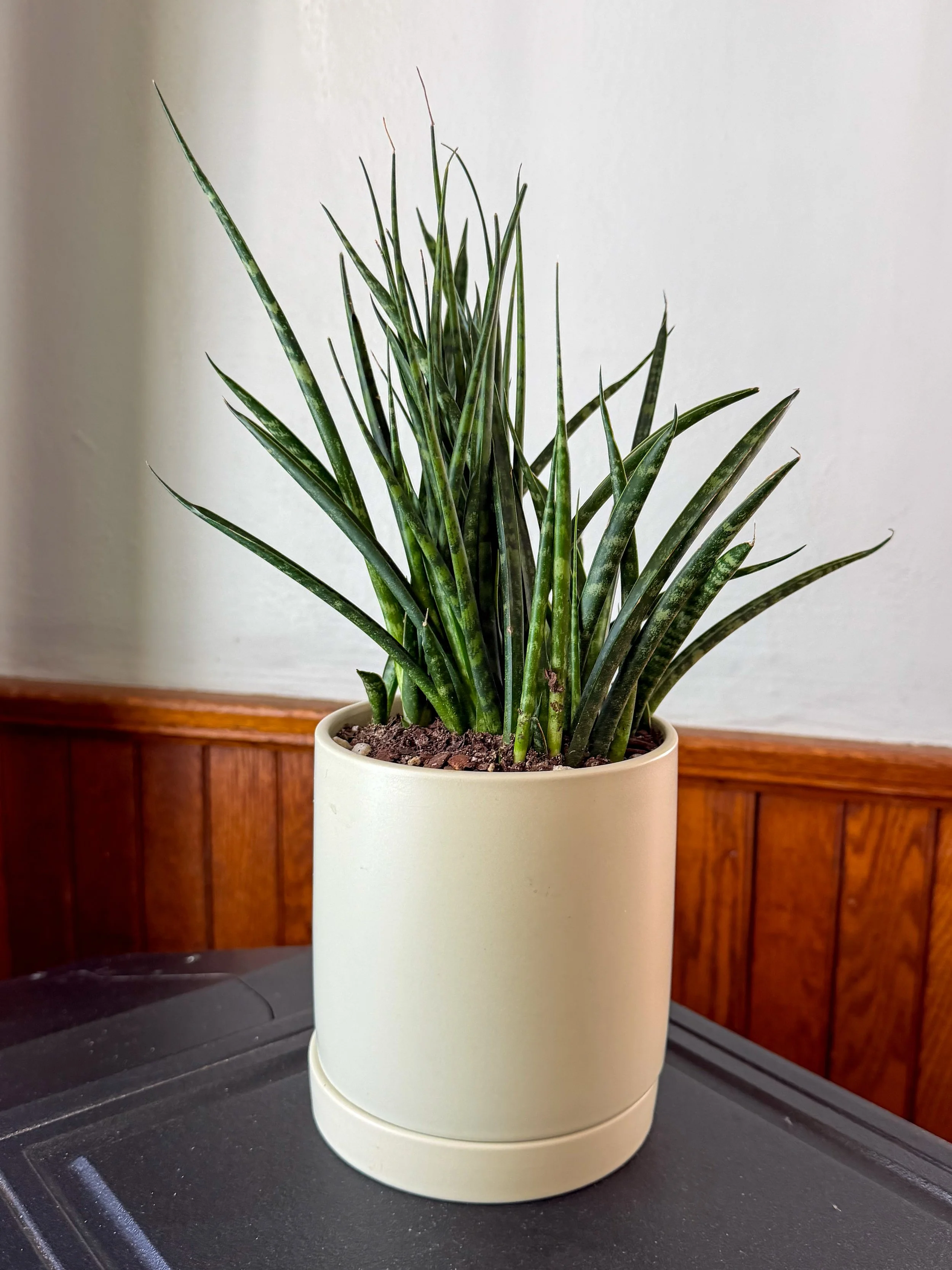 Fernwood Snake Plant