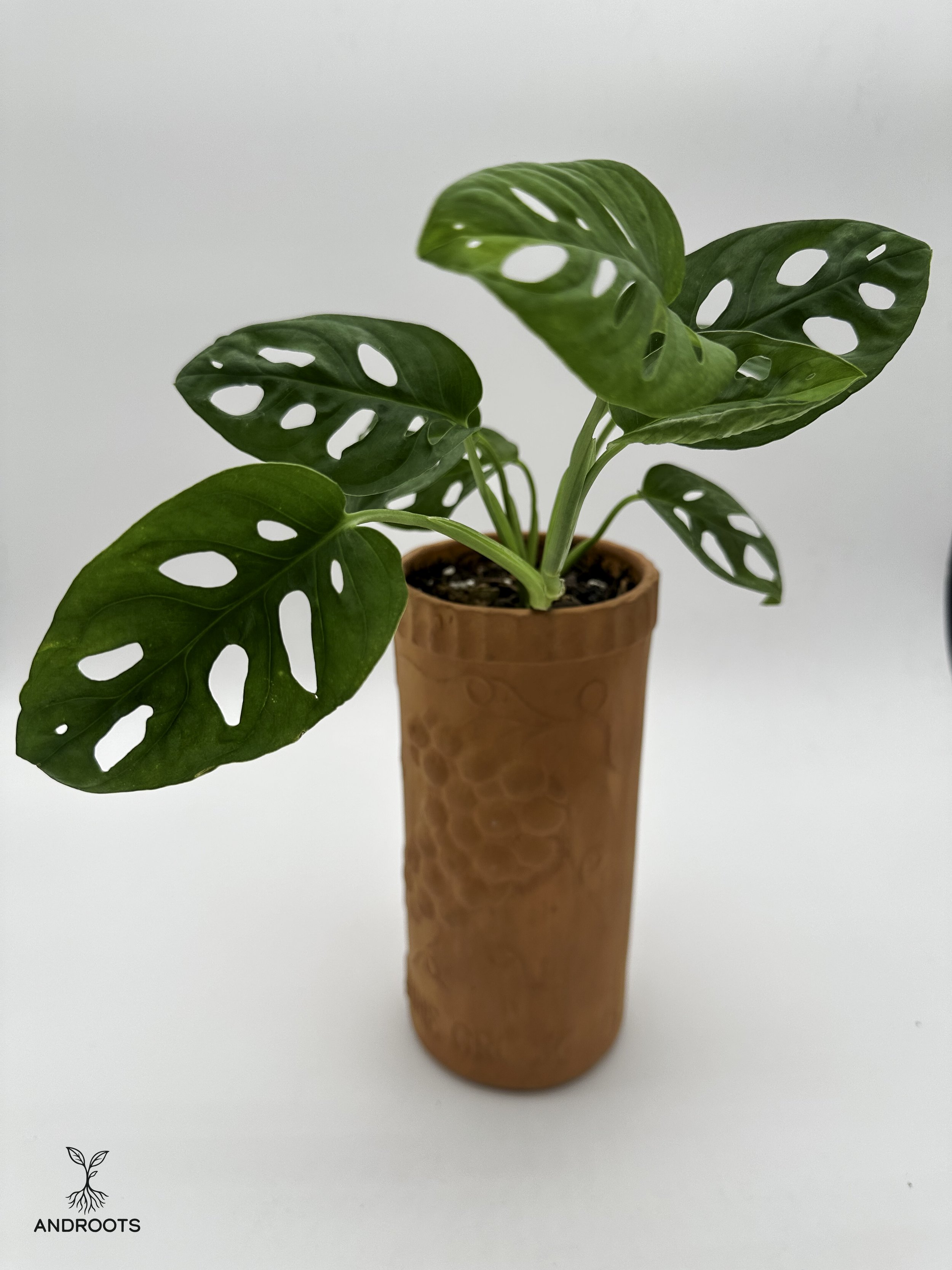 Monstera Wine Croxck2.jpg