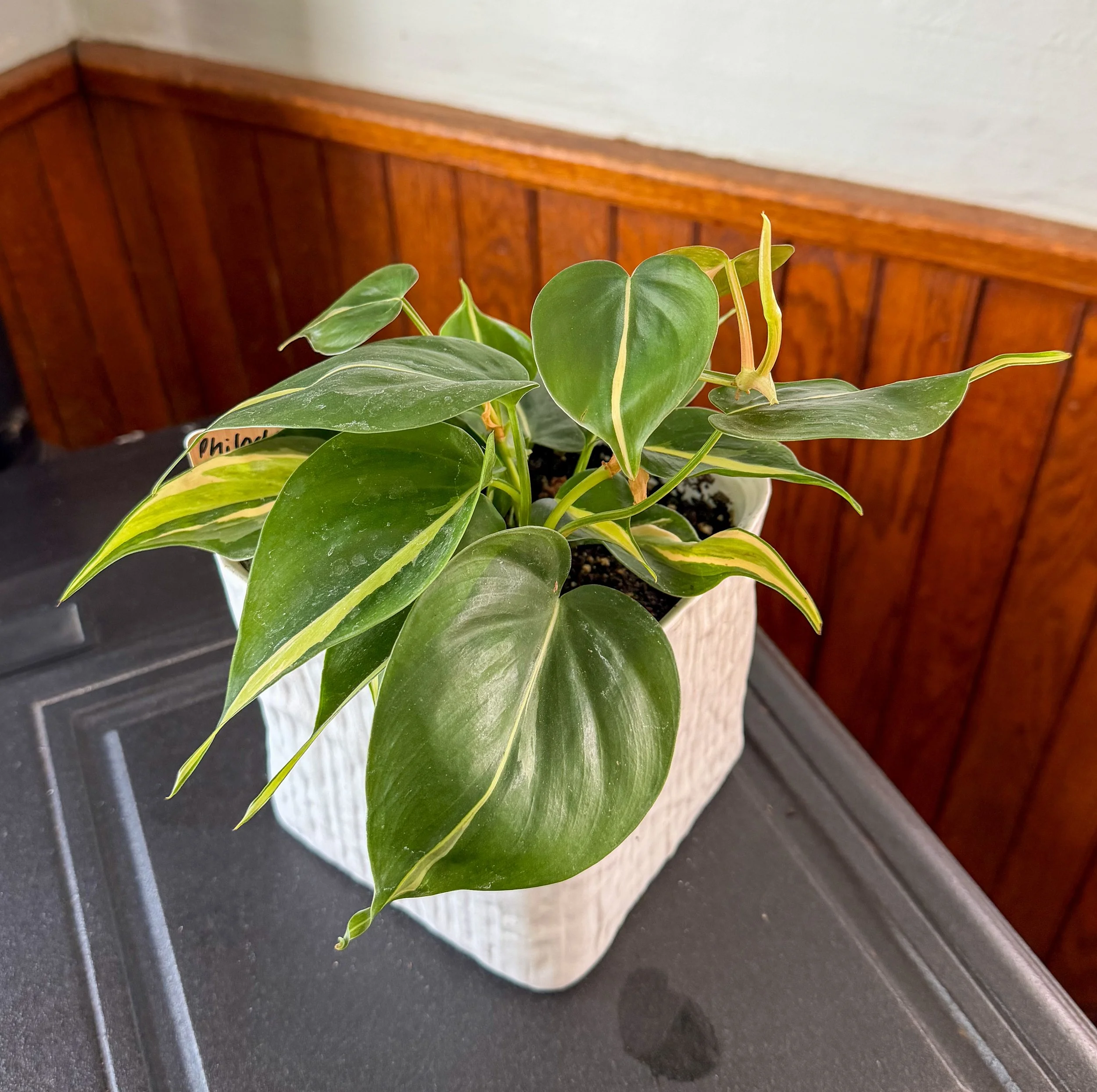 Philodendron Silver Stripe