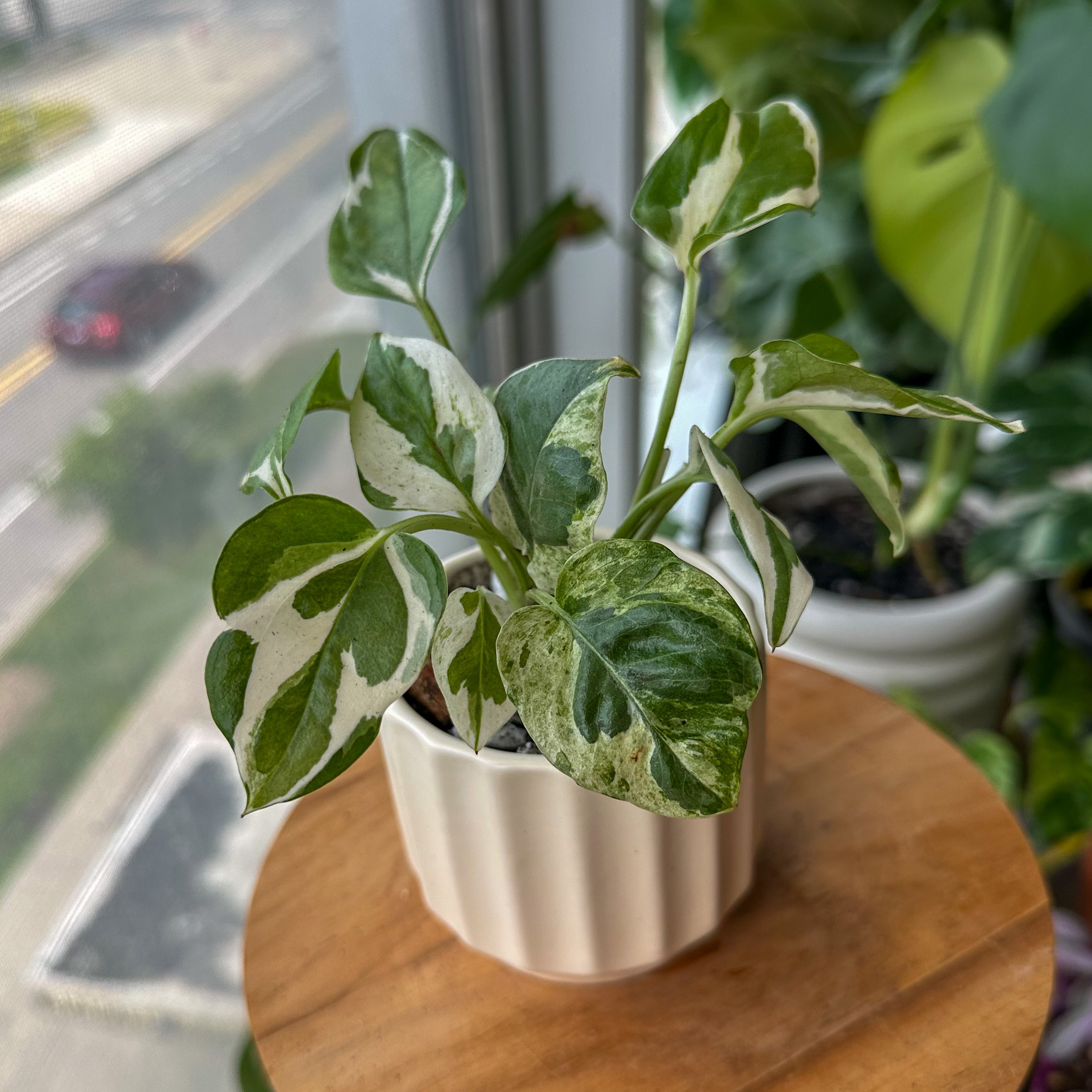 Epipremnum aureum ‘N’Joy’