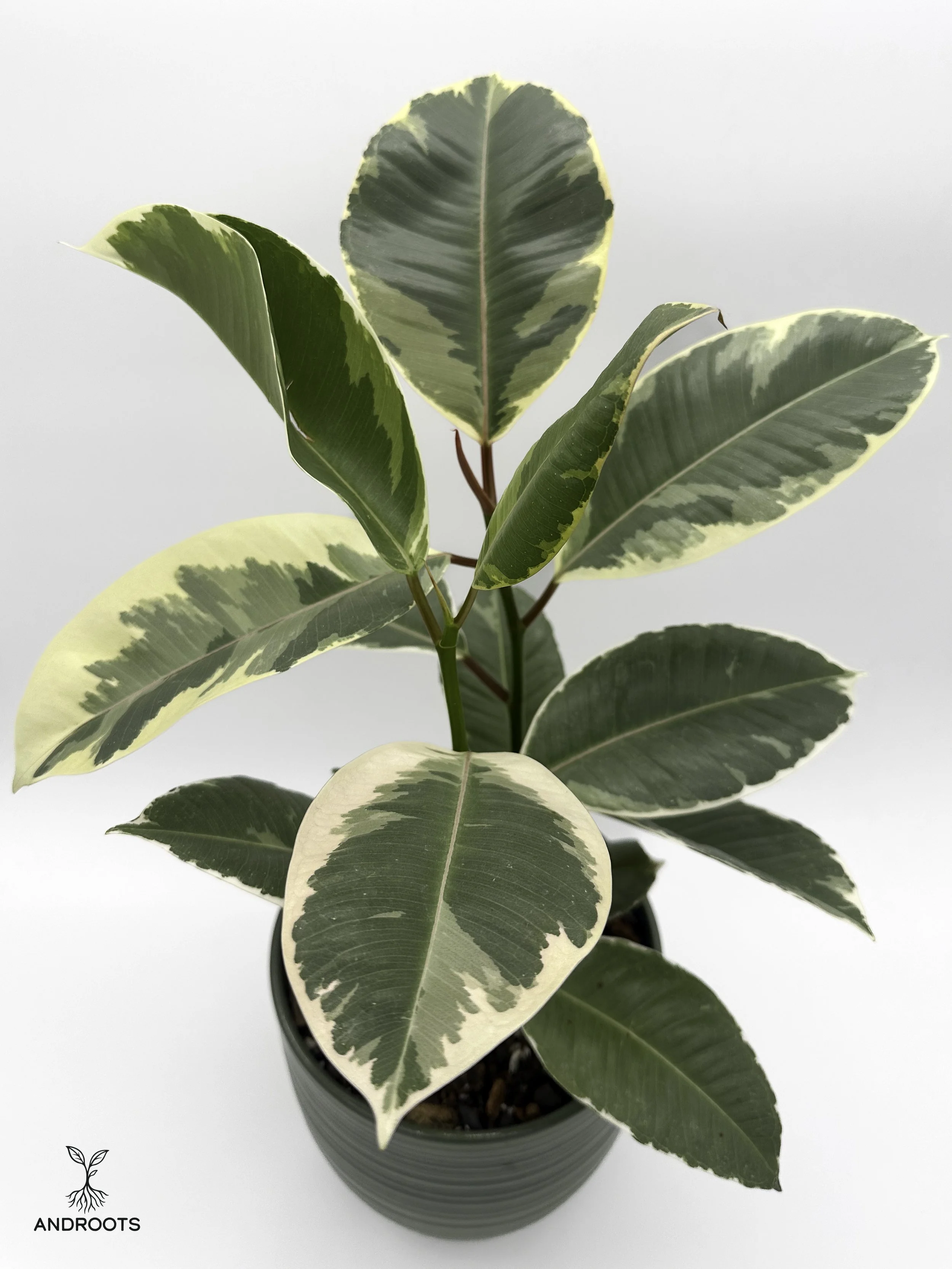 ficus.tineke.green-3.jpg