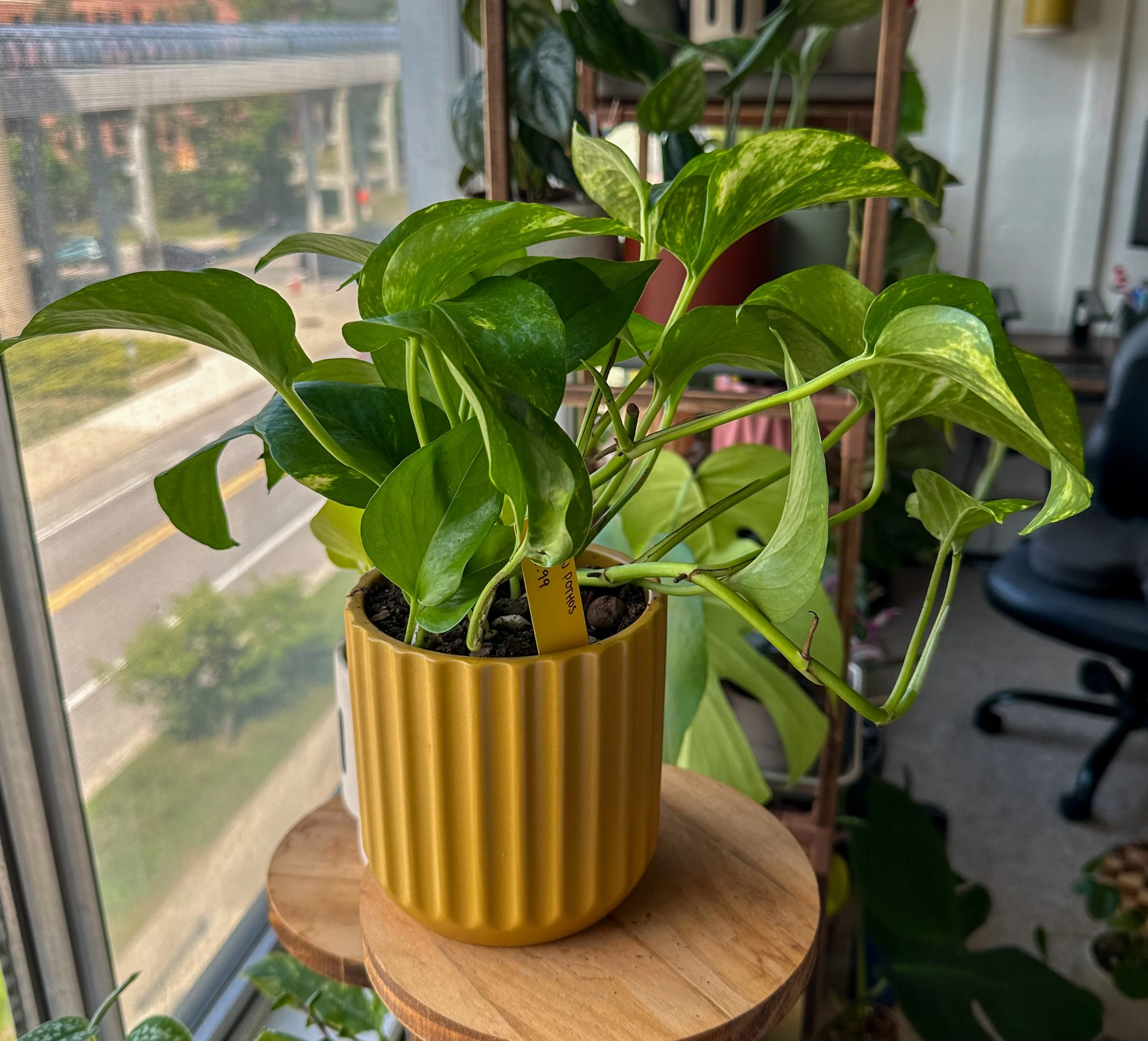 Hawaiian Pothos 5"
