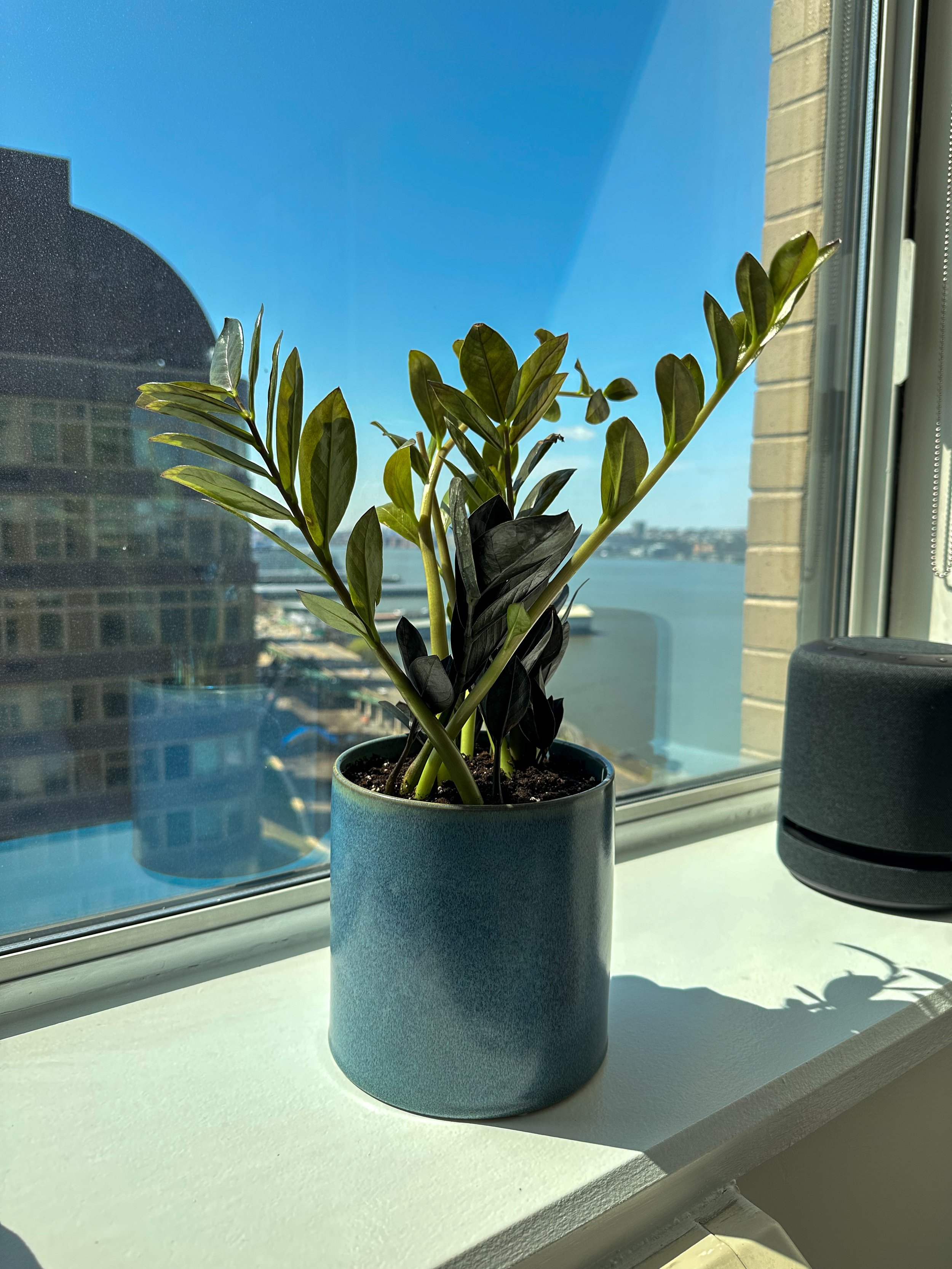 A green plant in a blue ceramic pot sits on a windowsill with a view of buildings and water outside.