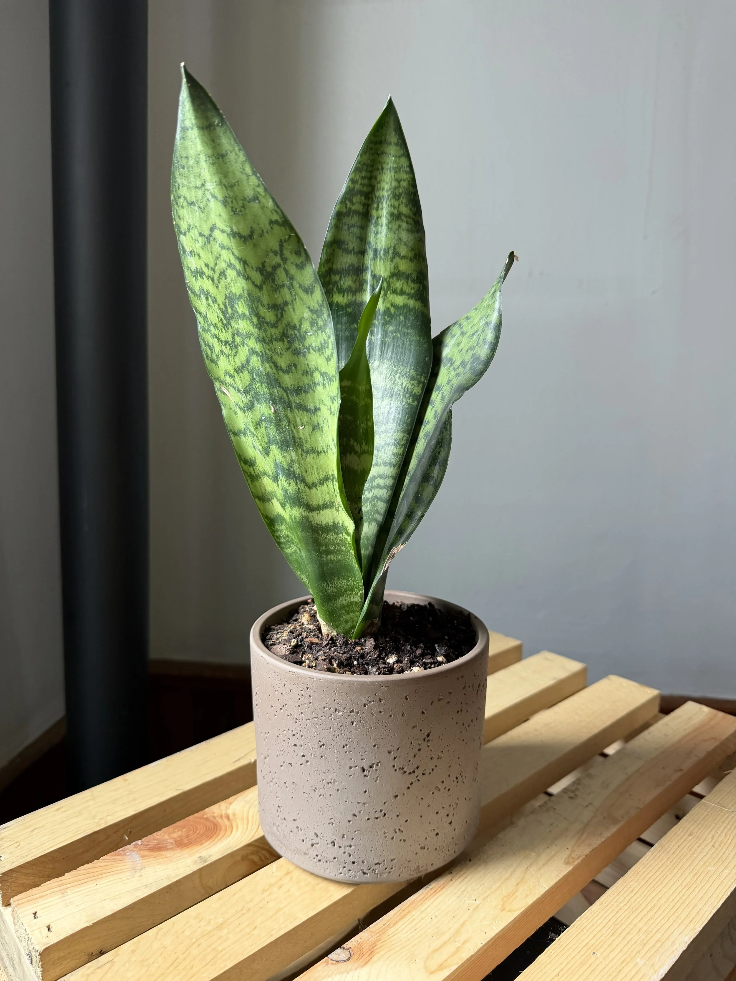 Whale Fin Snake Plant 6"