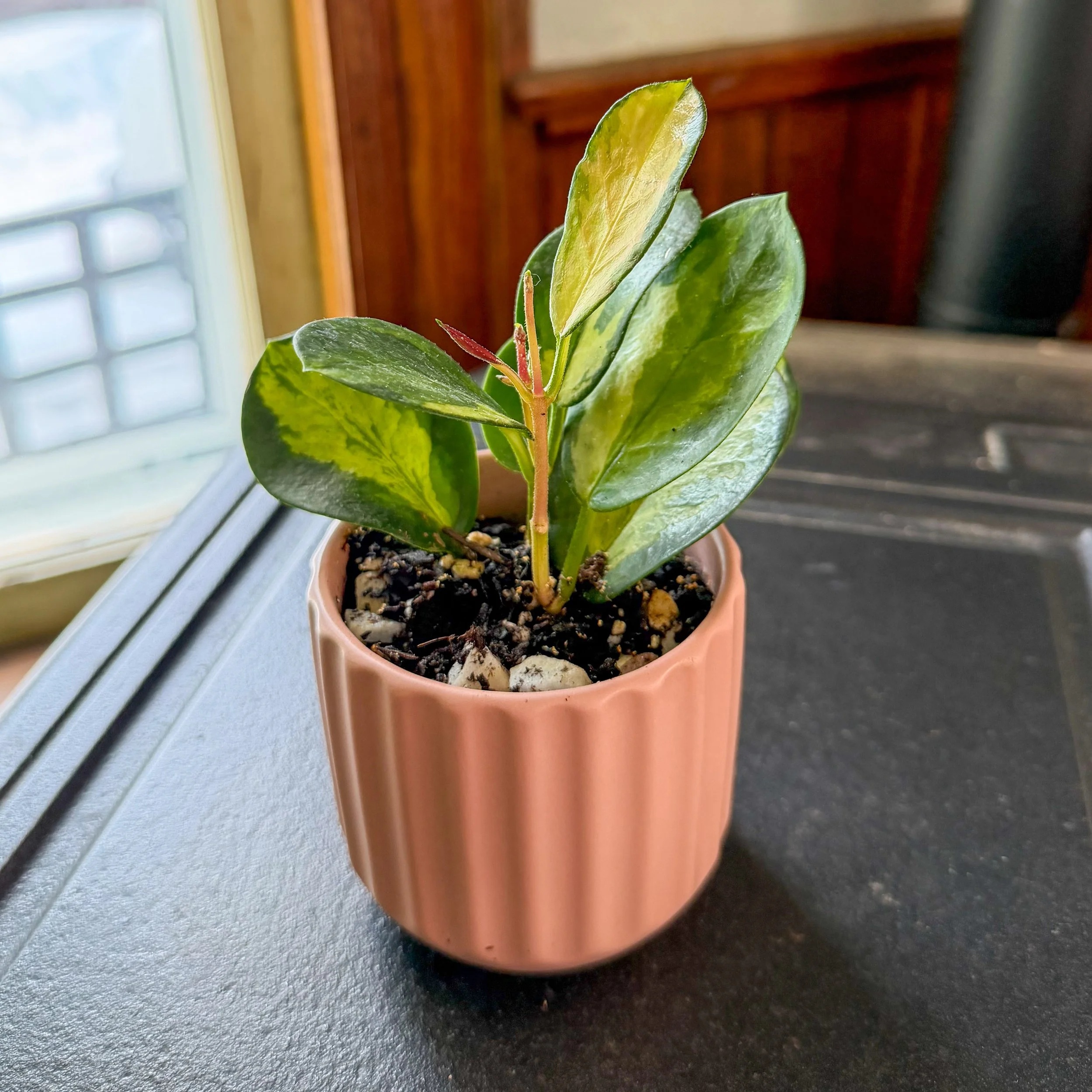 Hoya australis 'lisa'