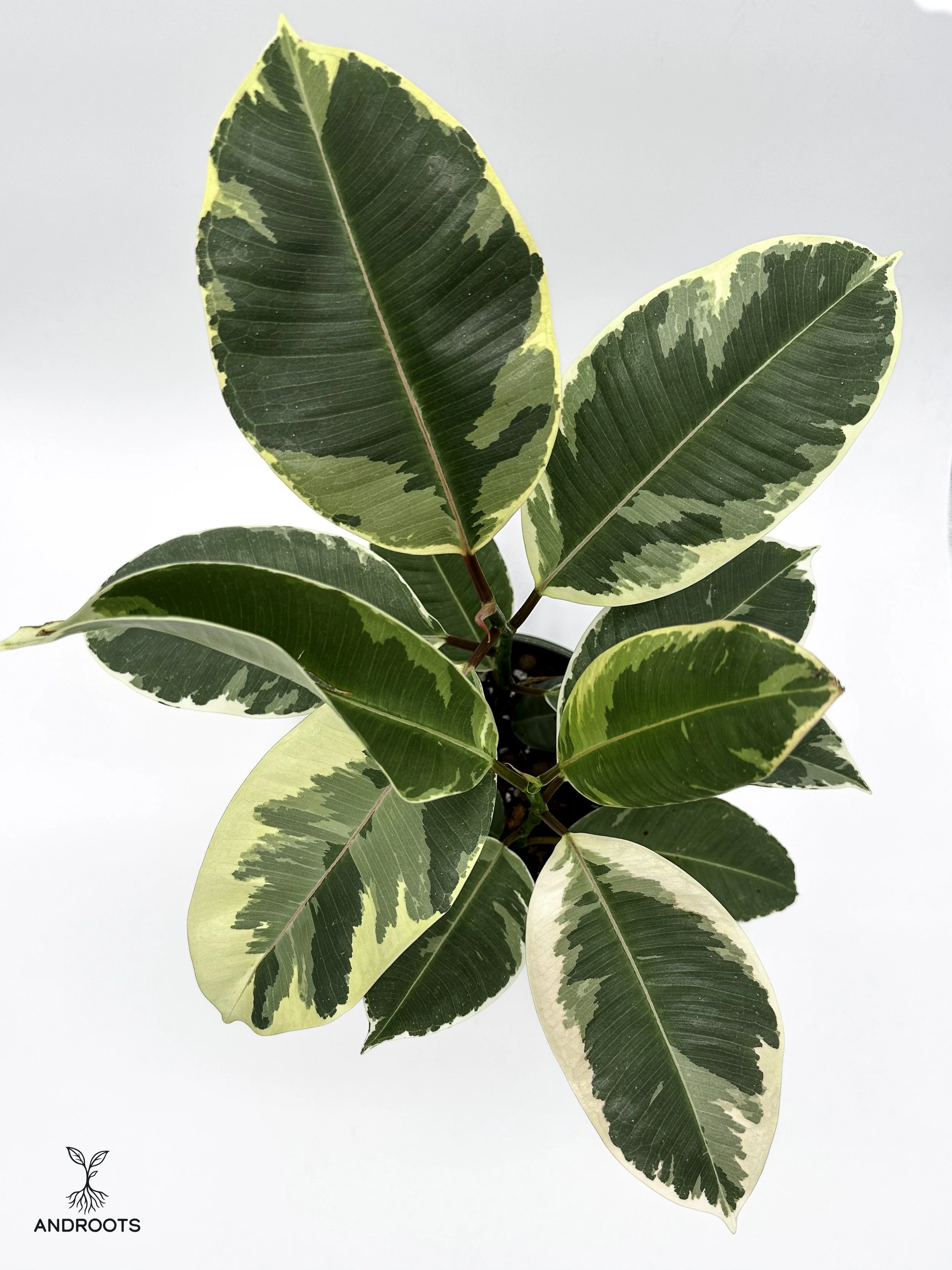 ficus.tineke.green-1.jpg
