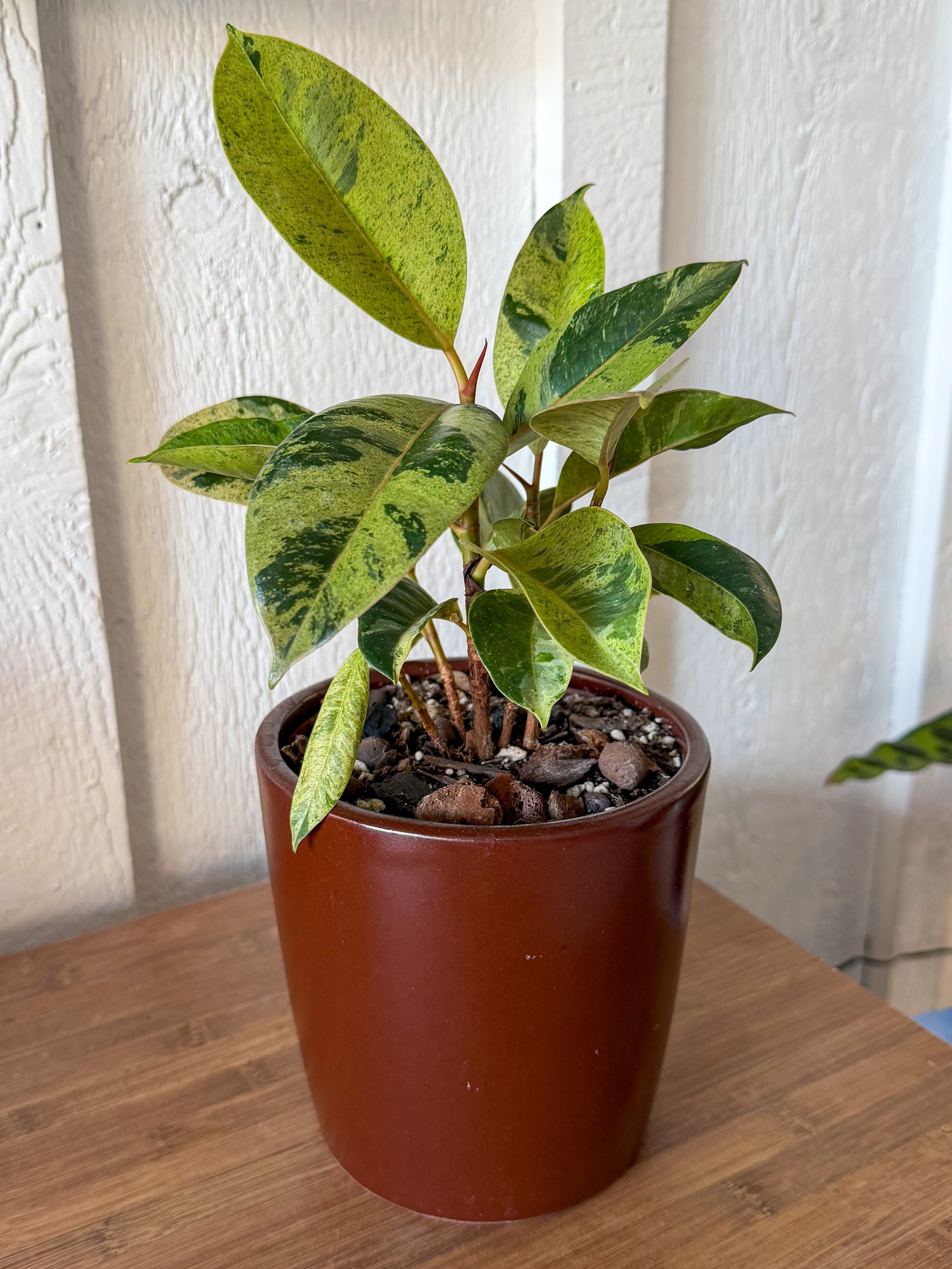 Ficus elastica ‘Ruby’