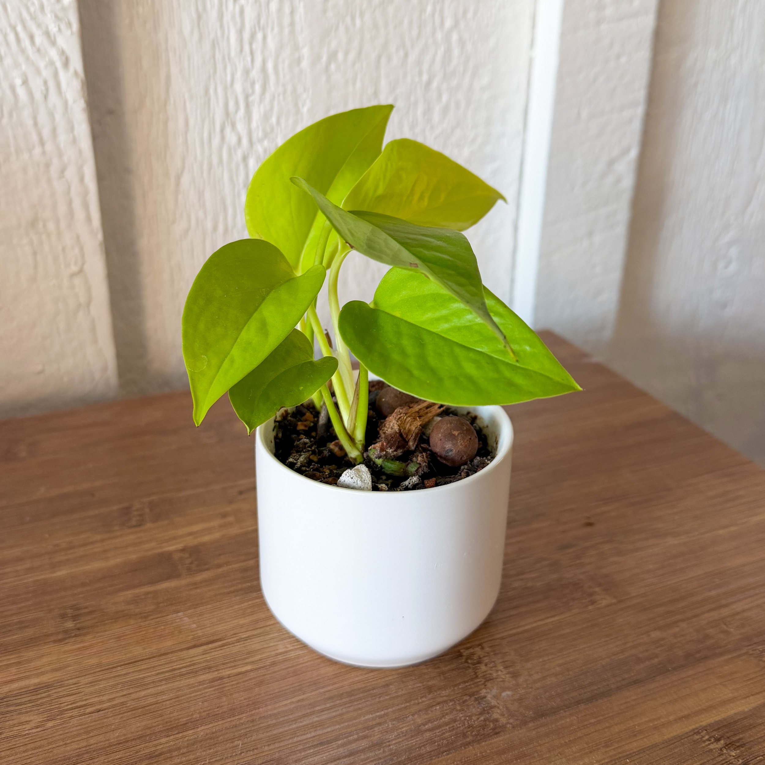 Neon Pothos