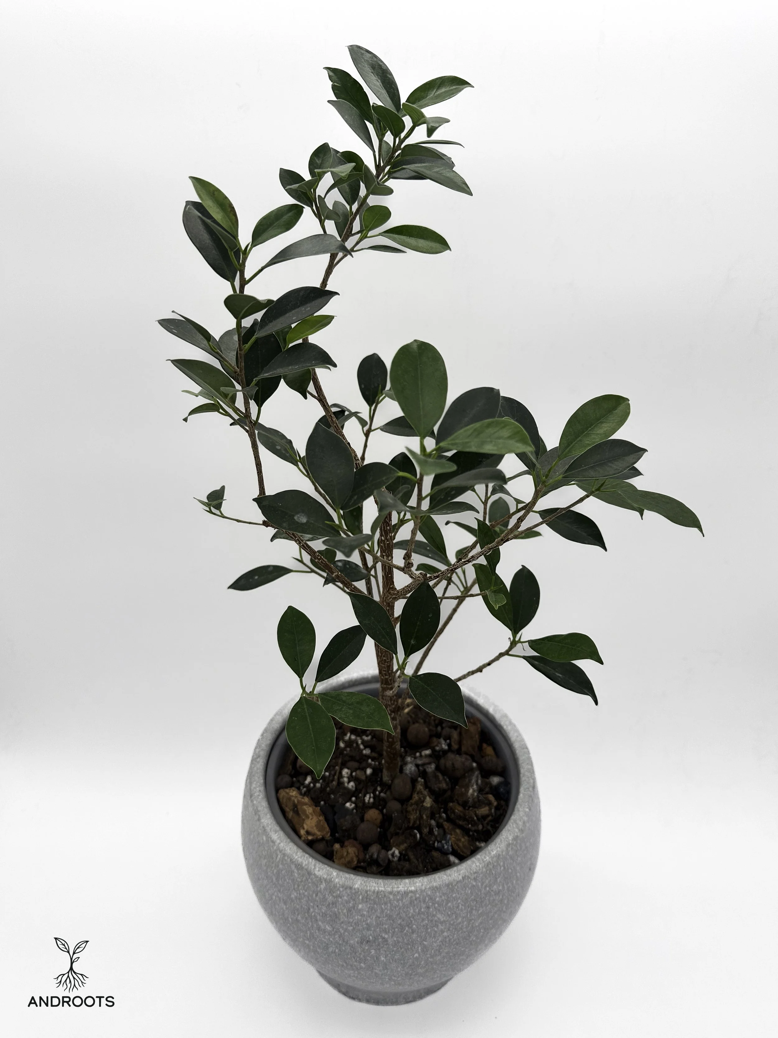 Laurel Ficus —  8.5" Quimby