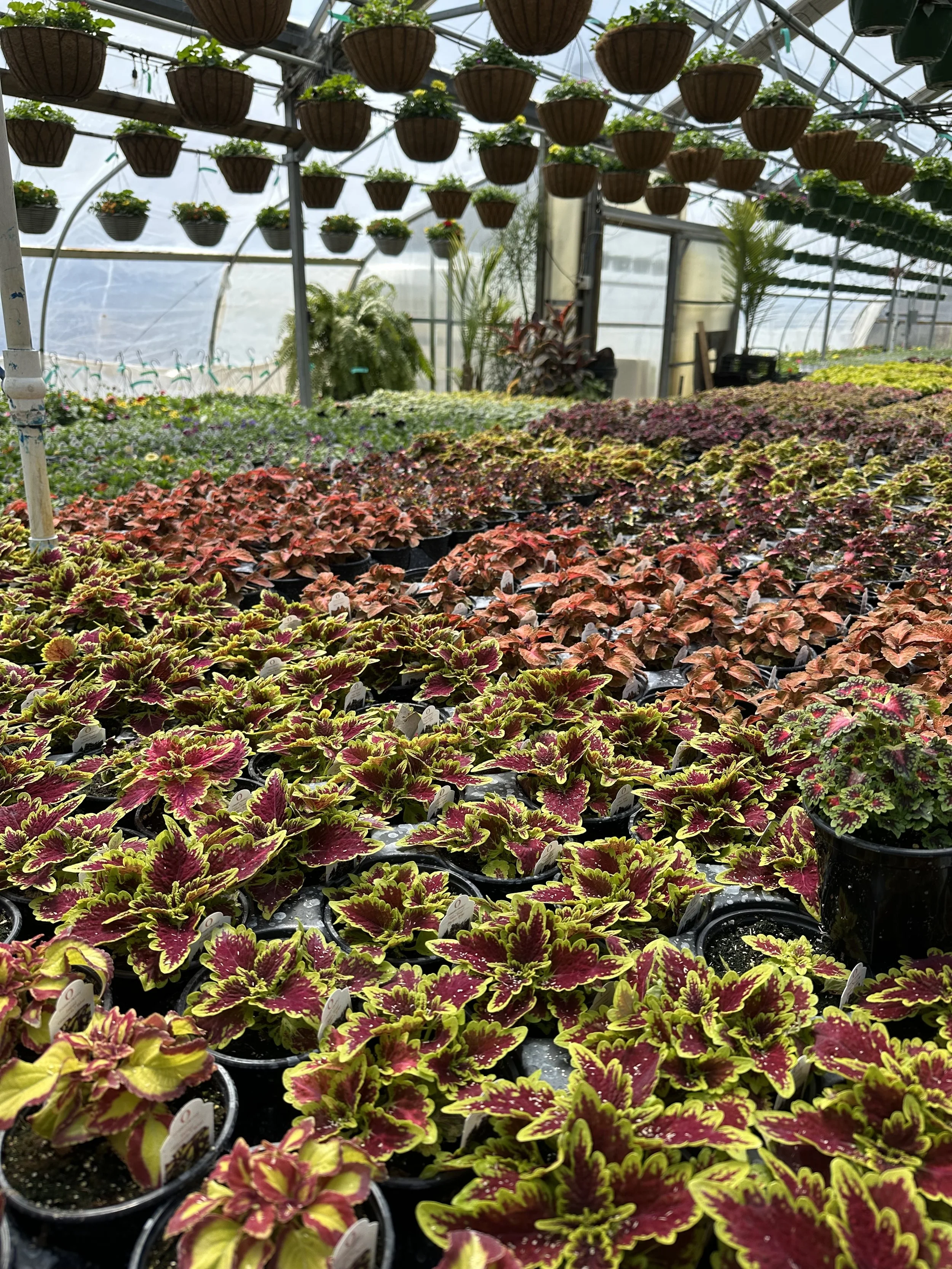 Greenhouse with colorful potted plants and hanging baskets