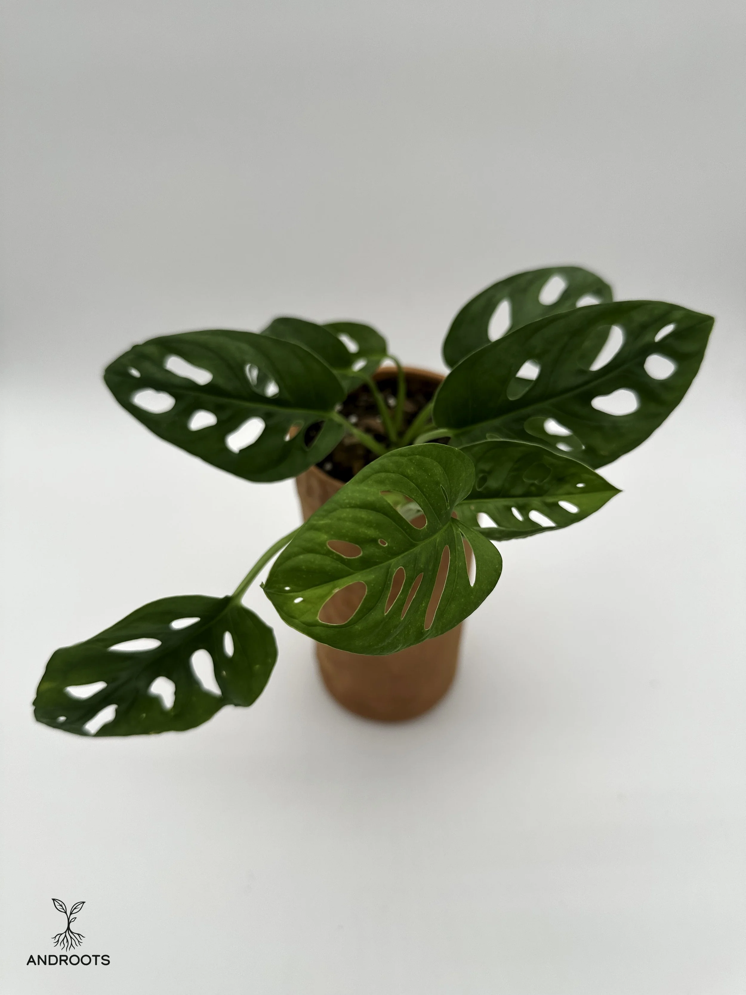 Monstera Wine Crock3.jpg