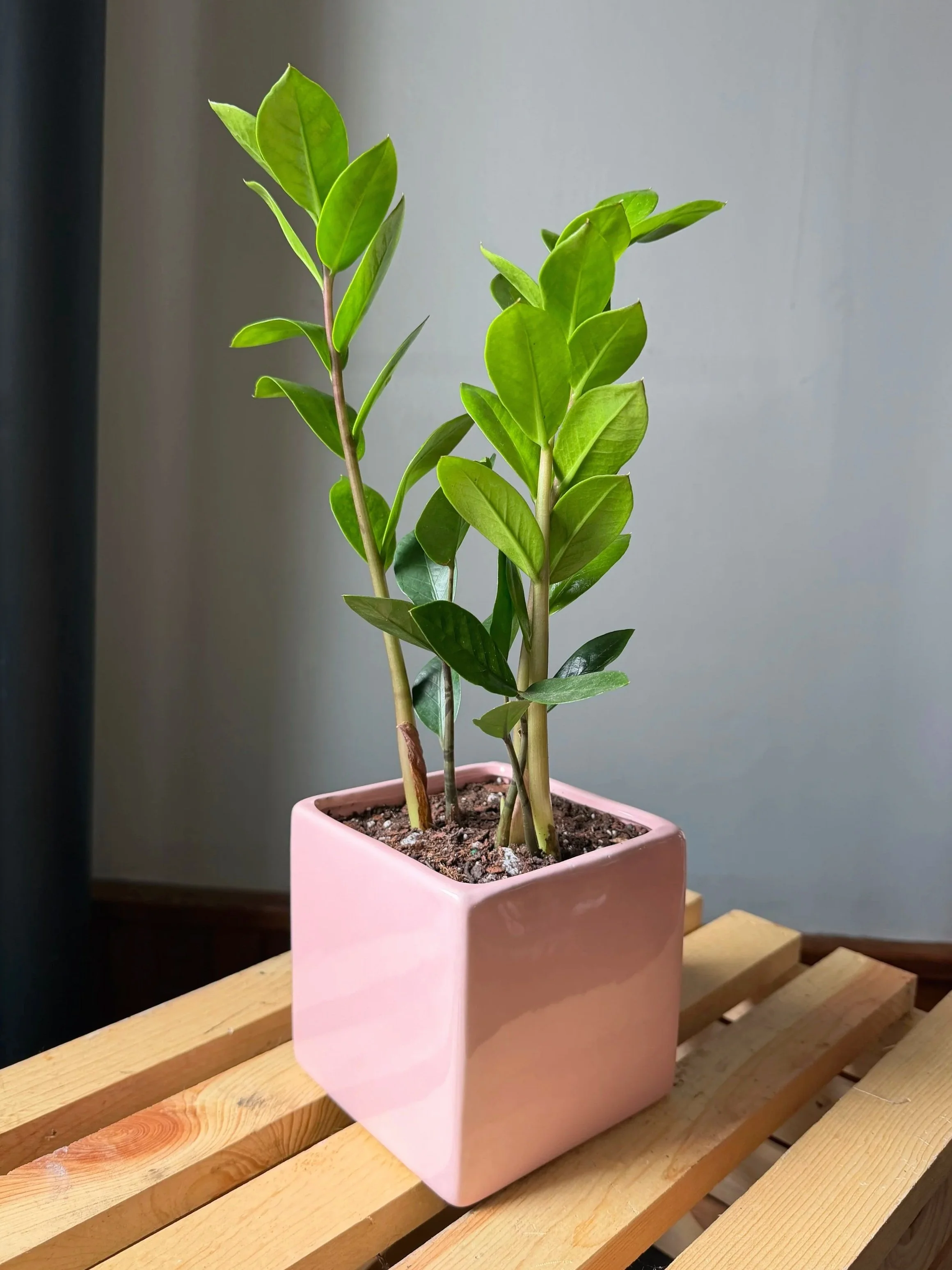 ZZ Plant - Pink Ceramic Planter 5"