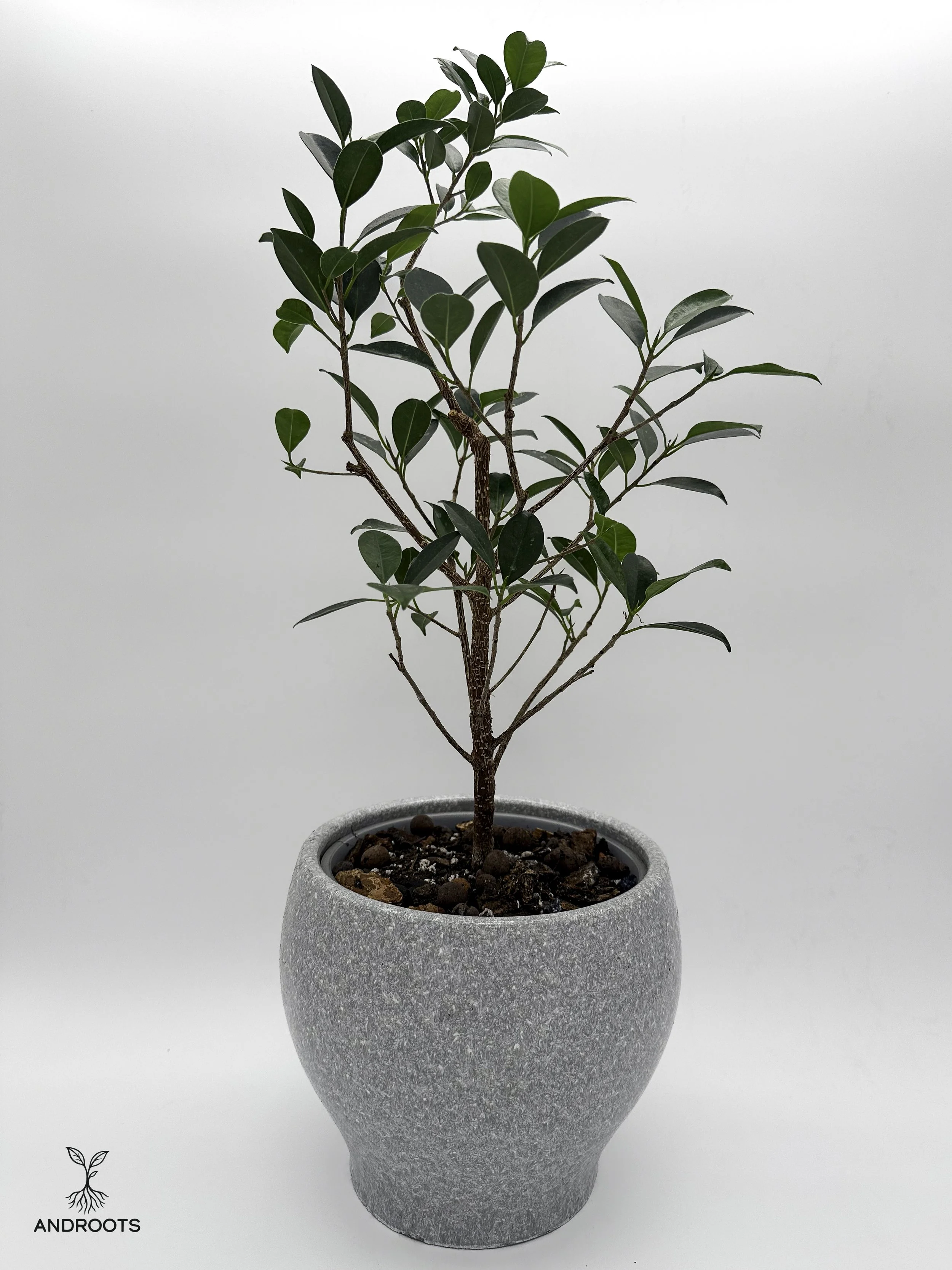 laurel.ficus-3.jpg