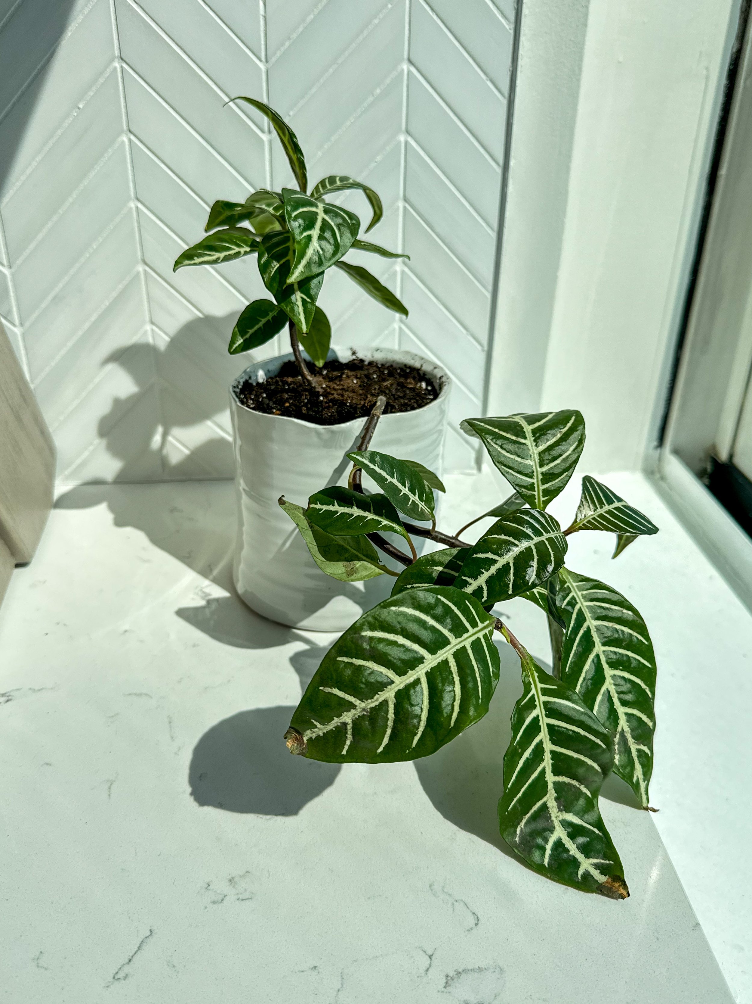 Zebra plant in a white pot with green leaves featuring striking white veins, placed on a marble countertop by a window with chevron-patterned white tile background.