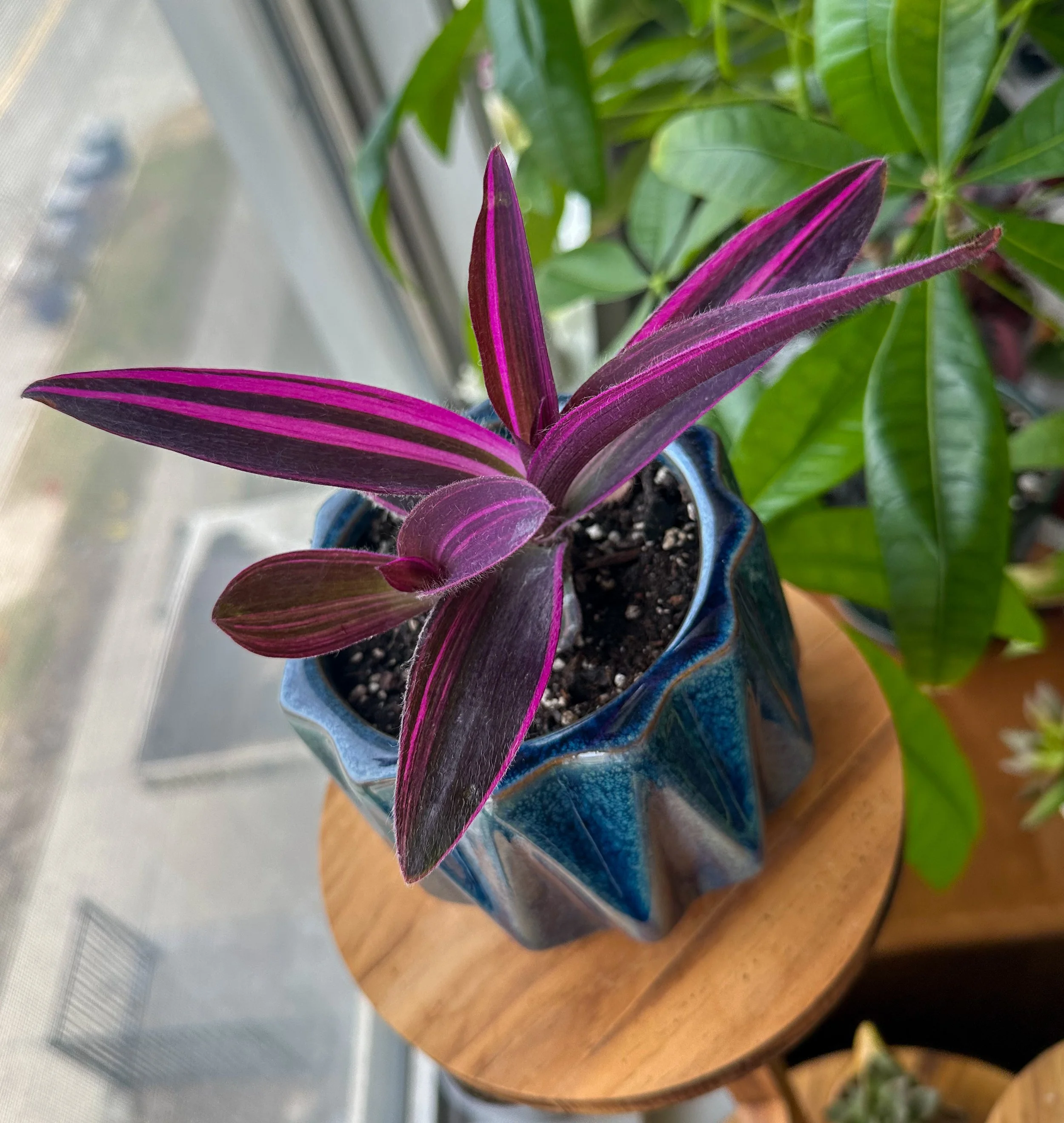 Purple and green striped plant in a blue ceramic pot, placed on a wooden stand by a window.