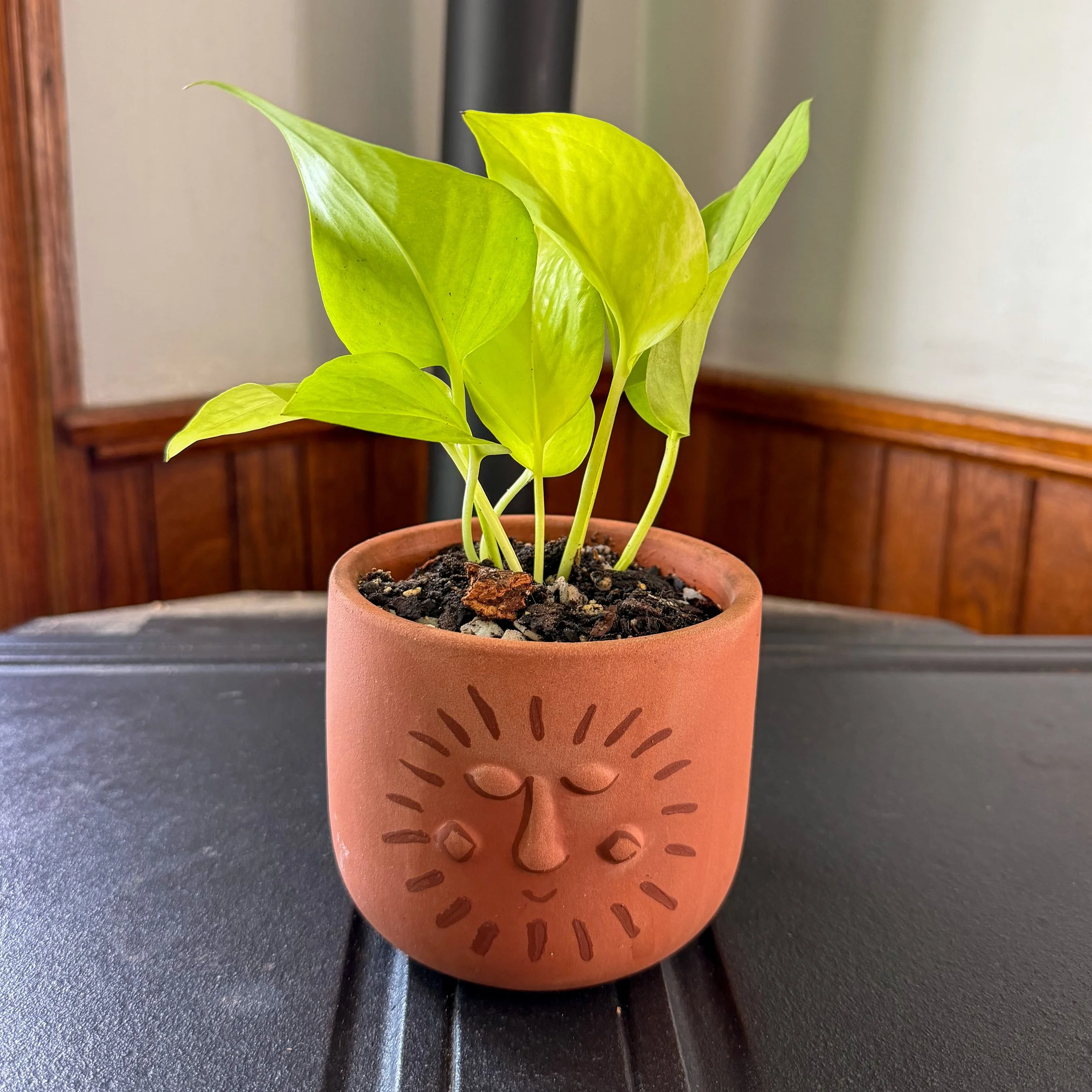 Neon Pothos (Solar)