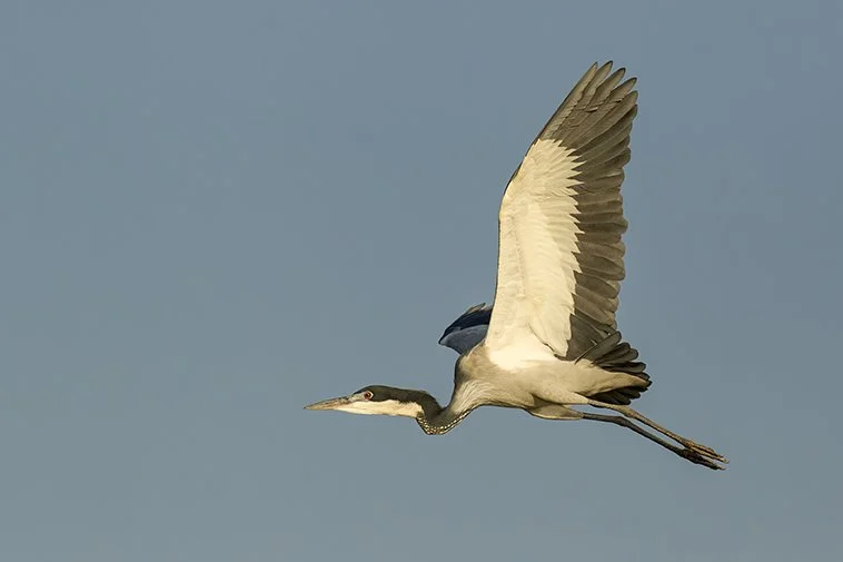 BLACK-HEADED_HERON_01.jpg