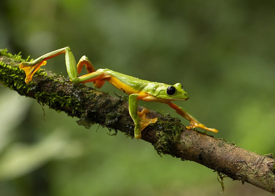 BKACK-EYED_GLIDING_TREE FROG_02.jpg