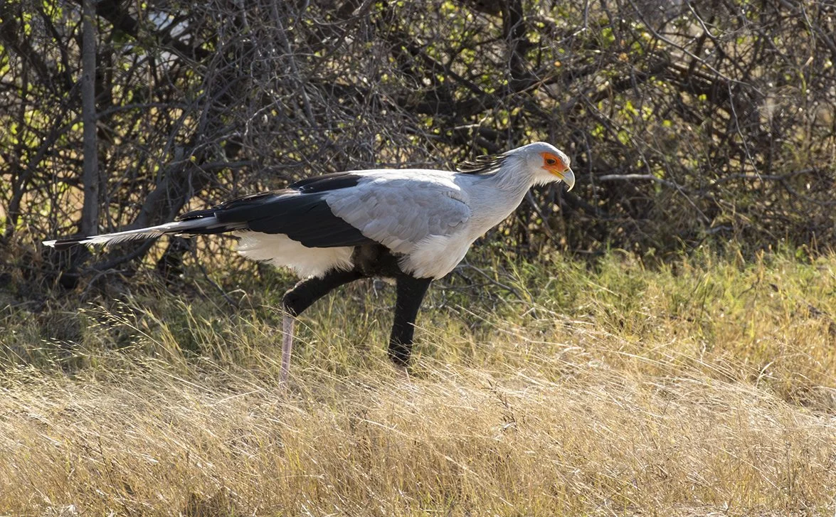 SECRETARY_BIRD_04.jpg