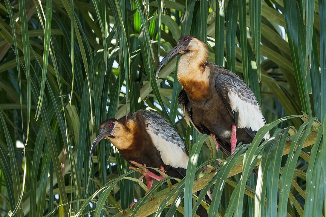 BUFF-NECKED IBIS