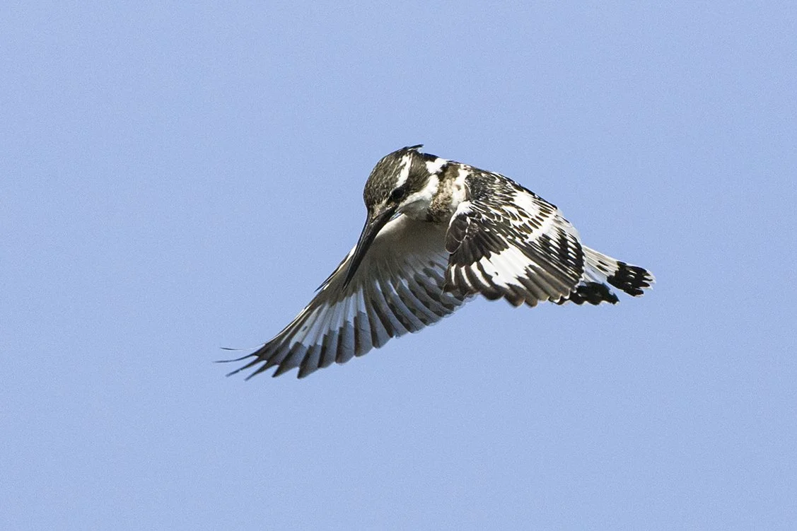 PIED KINGFISHER