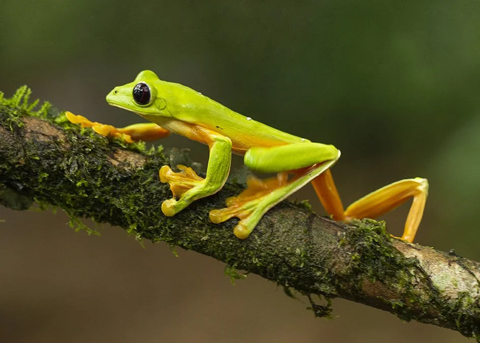 BLACK-EYED (GLIDING) TREE FROG