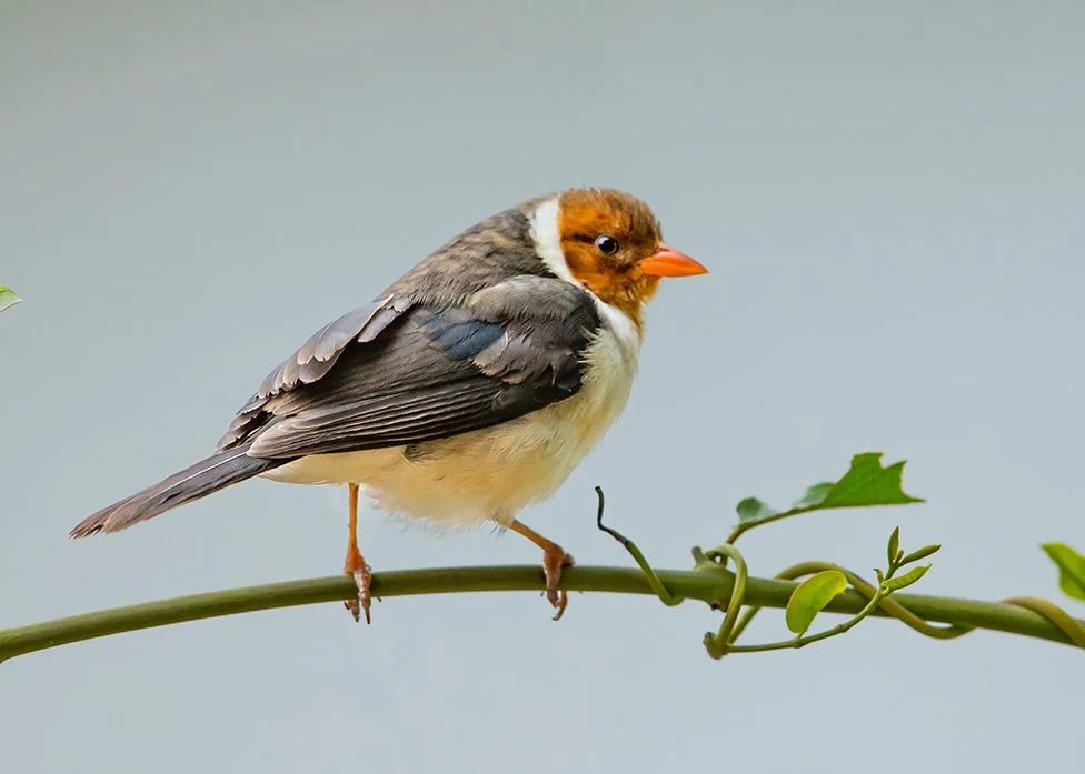 YELLOW_BILLED_CARDINAL_03.jpg