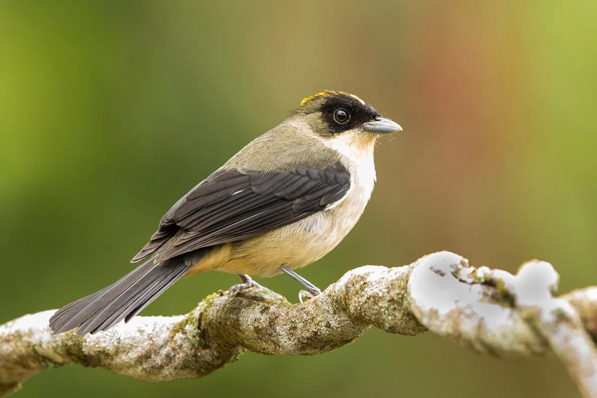 BLACK_GOGGLED_TANAGER_06.jpg