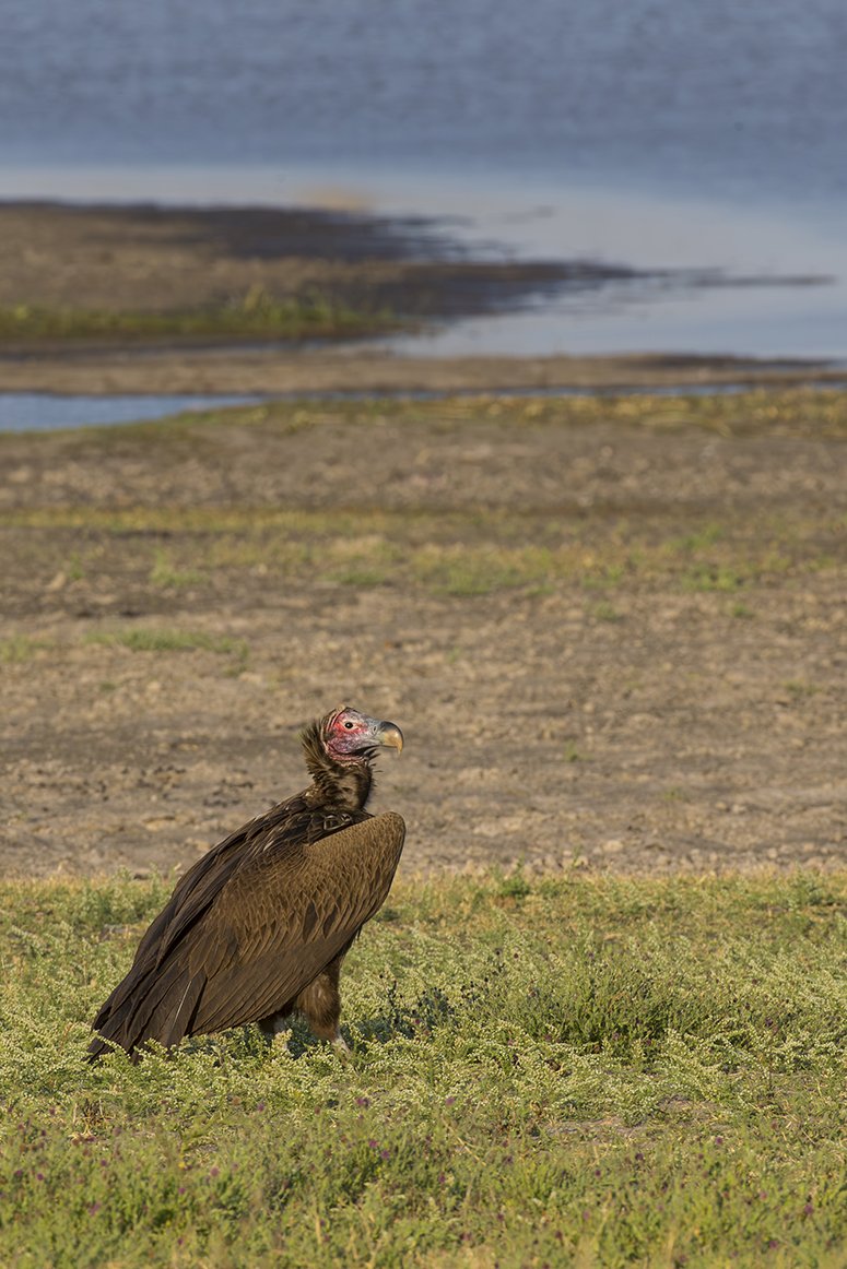 LAPPET_FACED_VULTURE_09.jpg