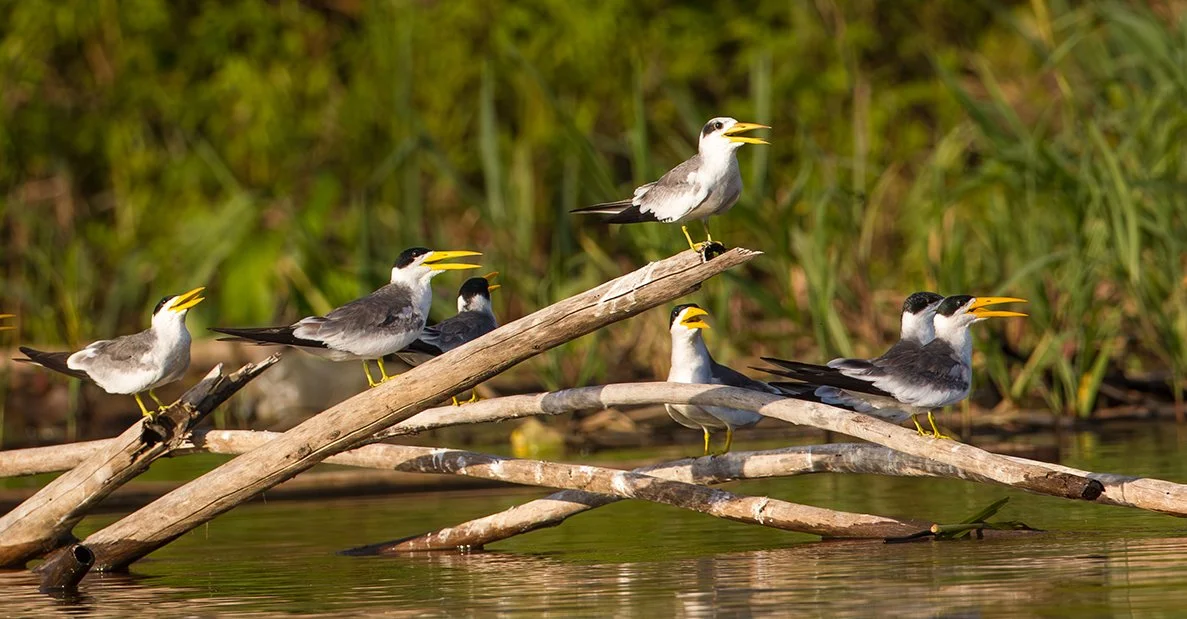 LARGE-BILLED TERN