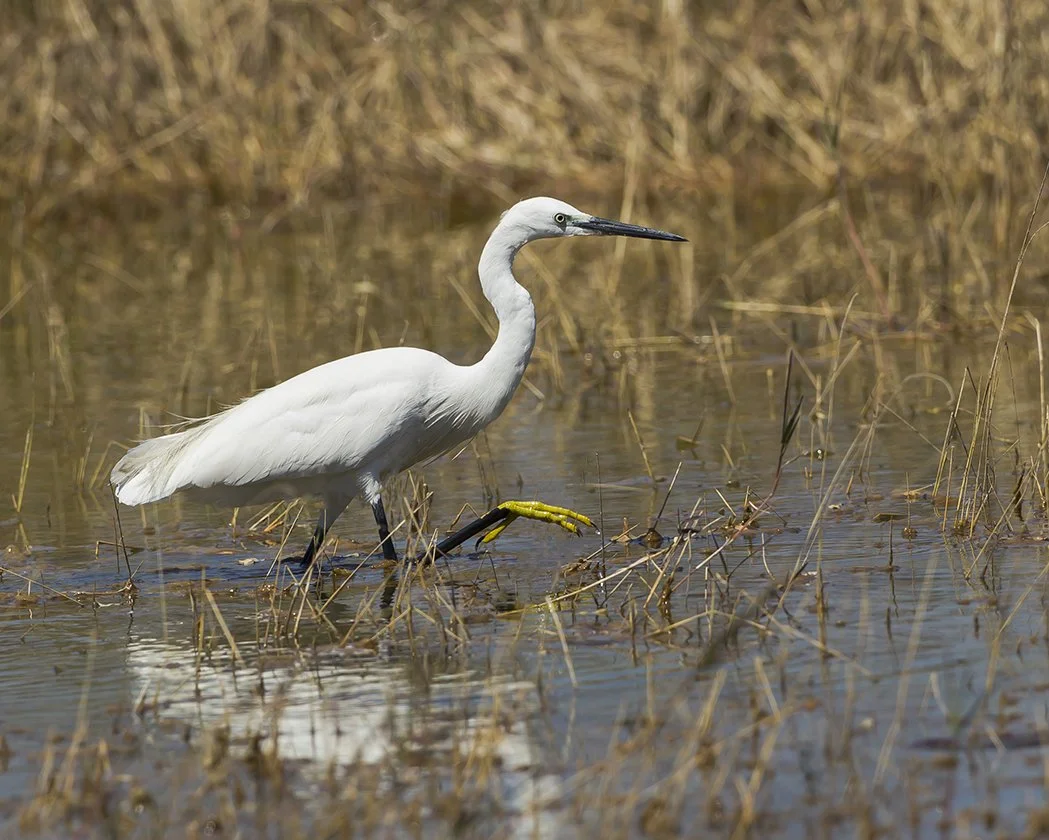 LITTLE_EGRET_08.jpg