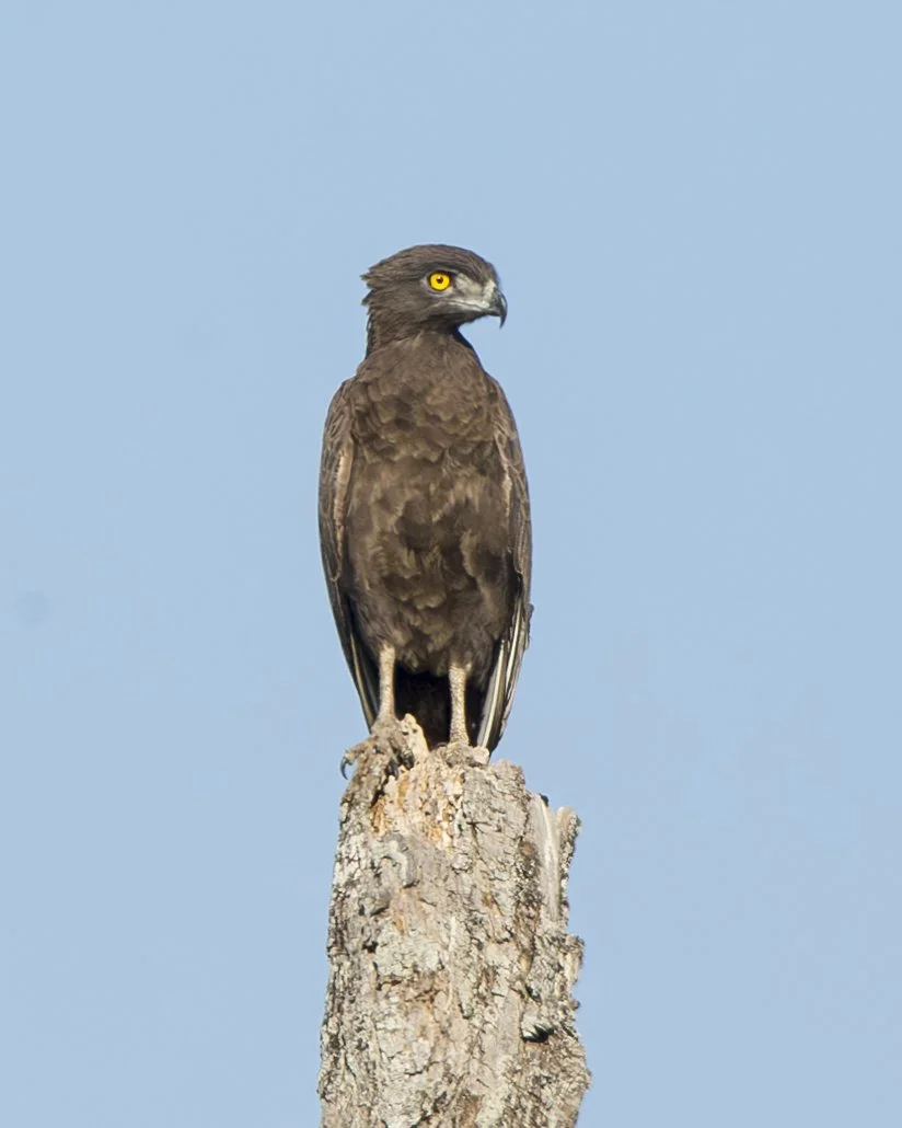 BROWN SNAKE-EAGLE