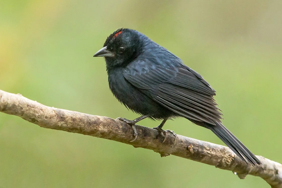 RUBY-CROWNED TANAGER