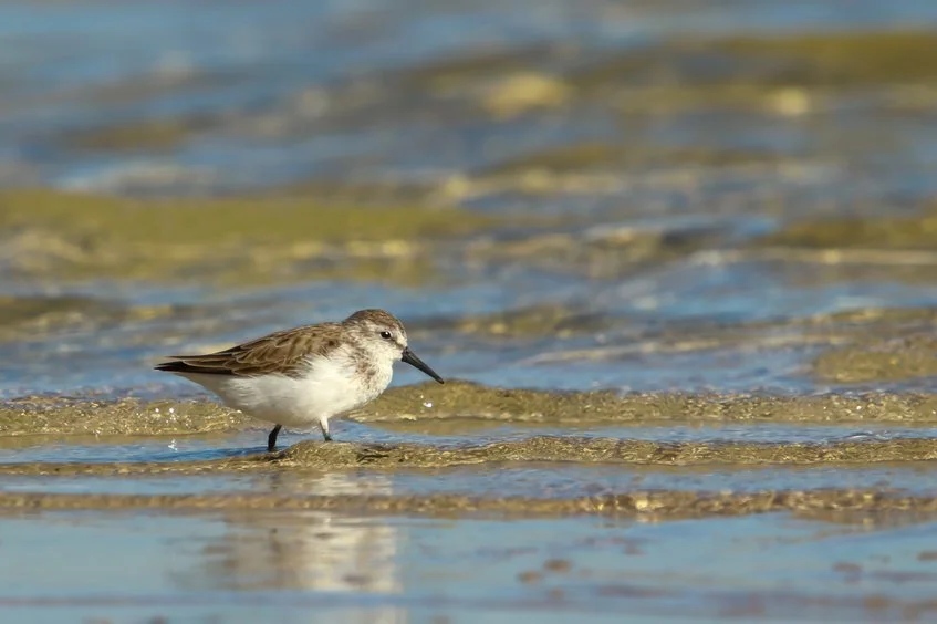 WESTERN SANDPIPER