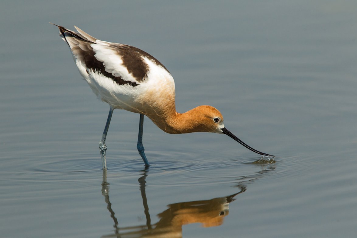 AMERICAN AVOCET
