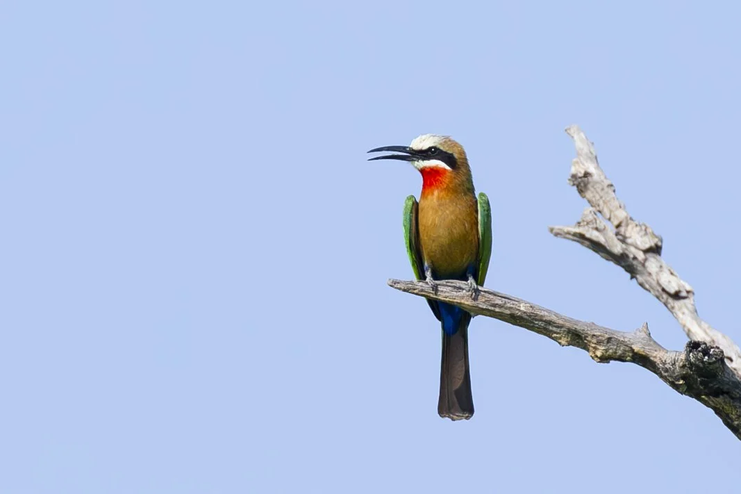 WHITE-FRONTED BEE-EATER