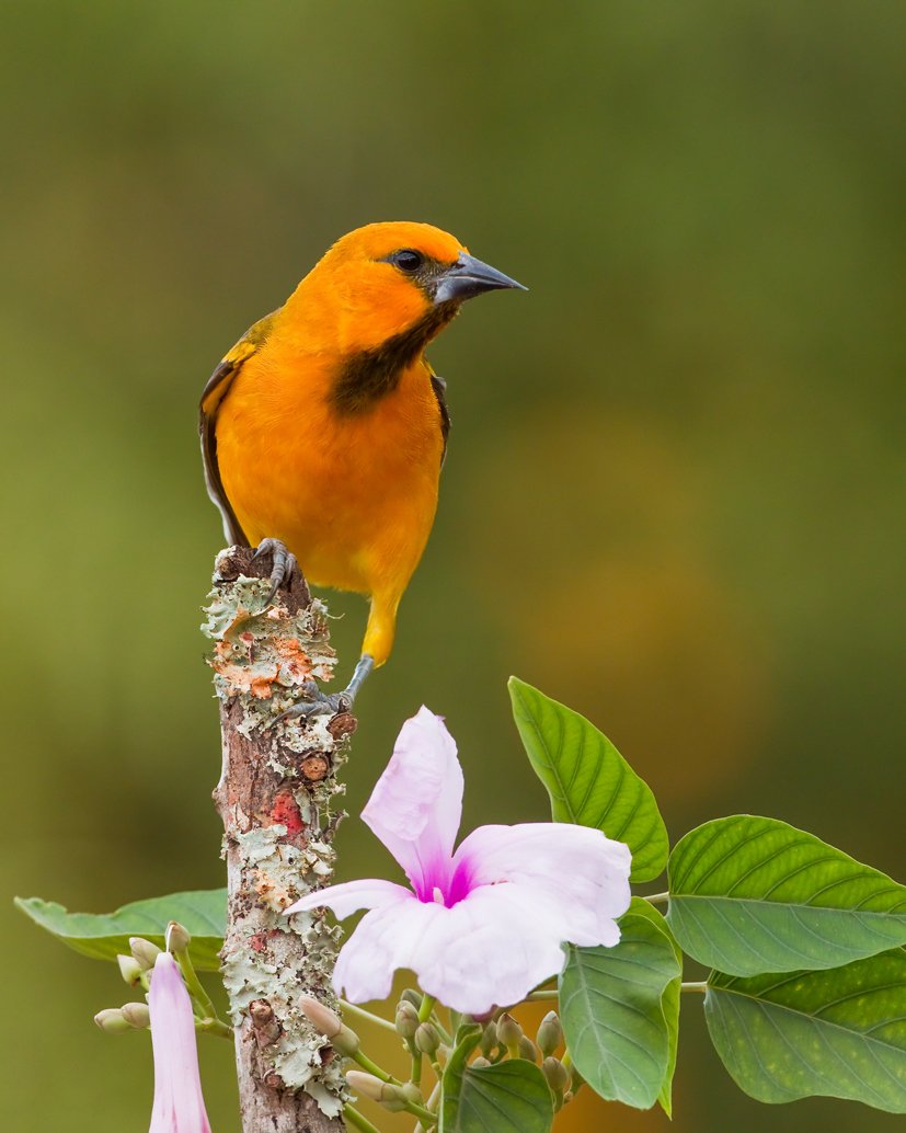 ALTAMIRA ORIOLE