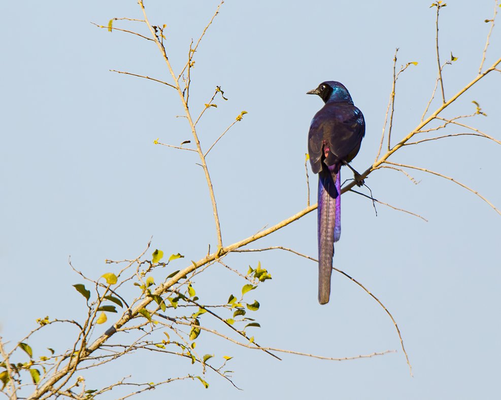LONG-TAILED STARLING