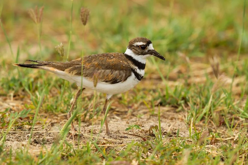 KILLDEER