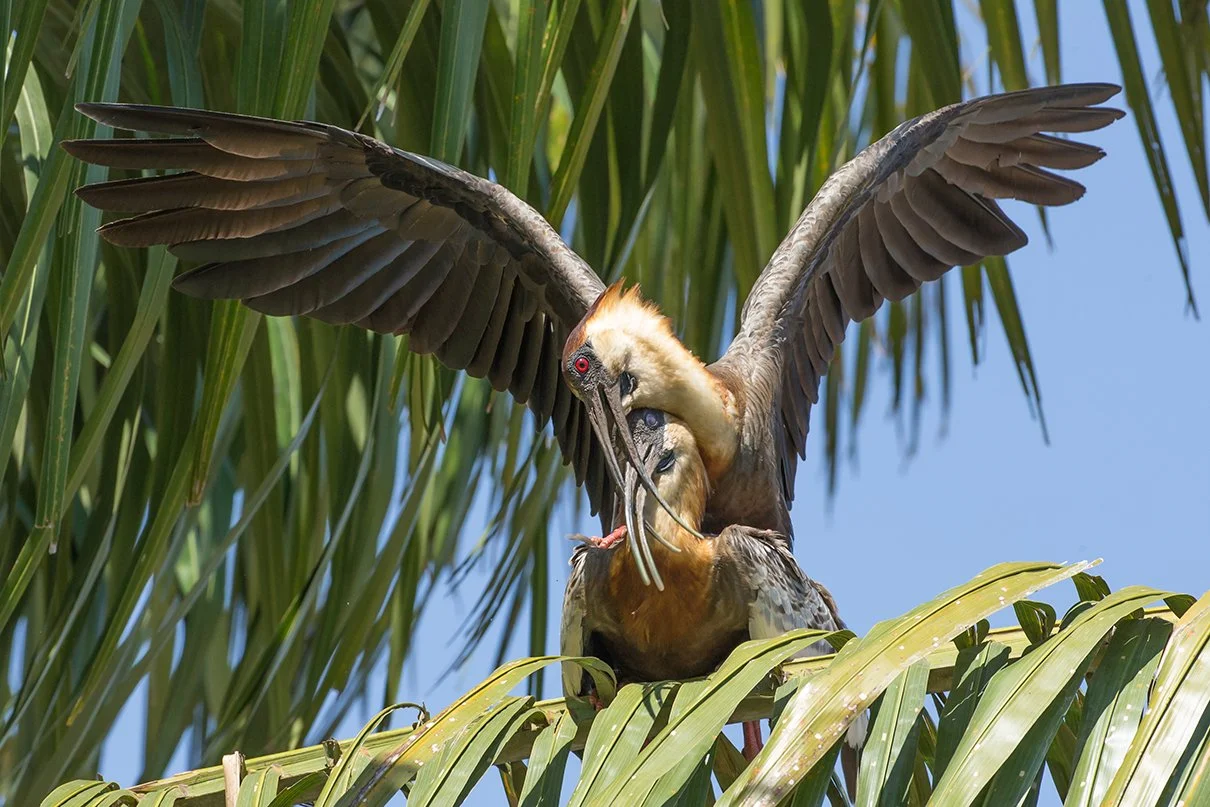 BUFF_NECKED_IBIS_03.jpg