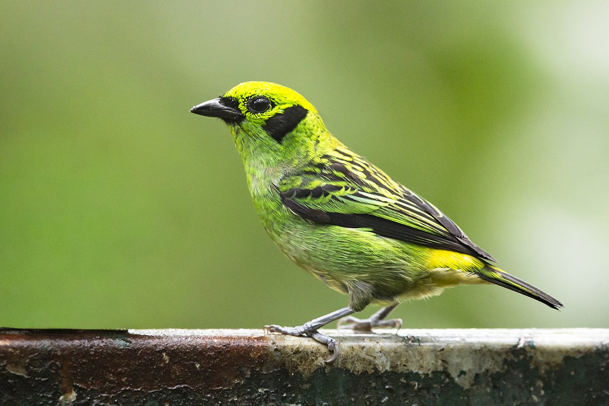 EMERALD_TANAGER_01.jpg