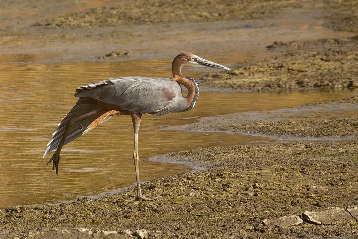 GOLIATH HERON