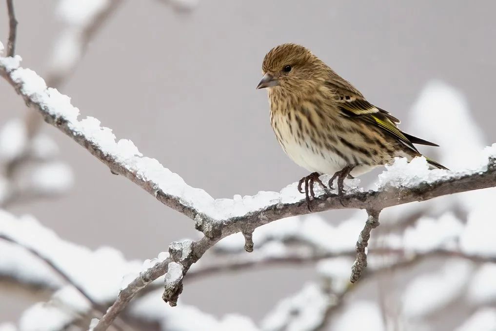 PINE SISKIN