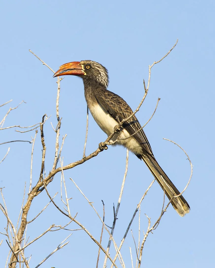 BRADFIELD'S HORNBILL
