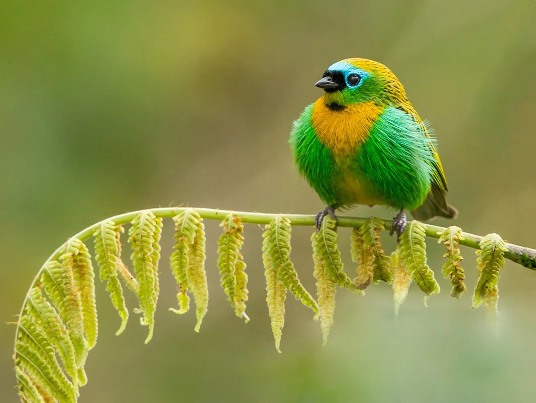 BRASSY-BREASTED TANAGER_02.jpg