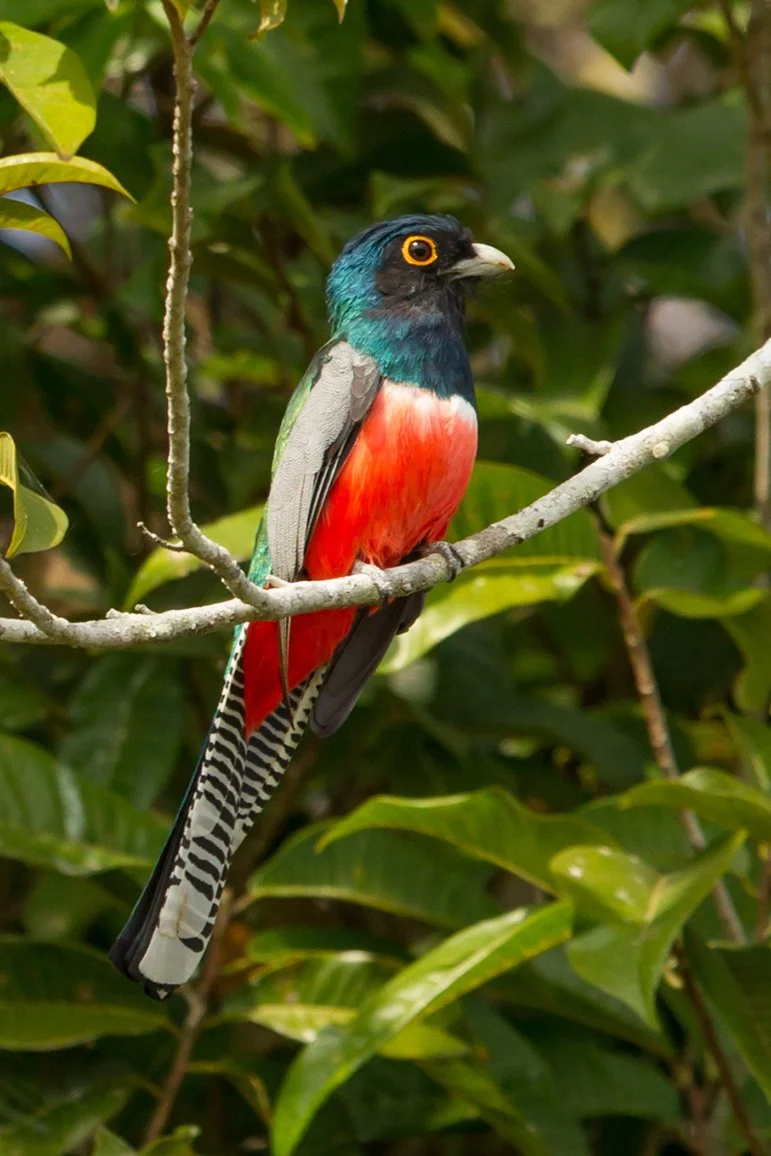 BLUE_CROWNED_TROGAN_02.jpg