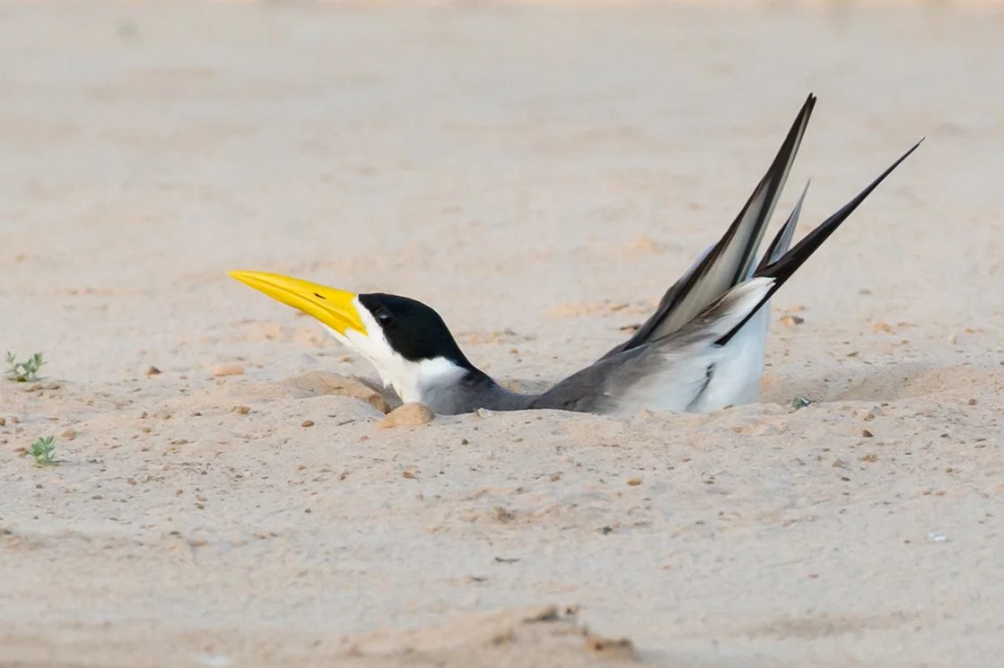 LARGE_BILLED_TERN_15.jpg